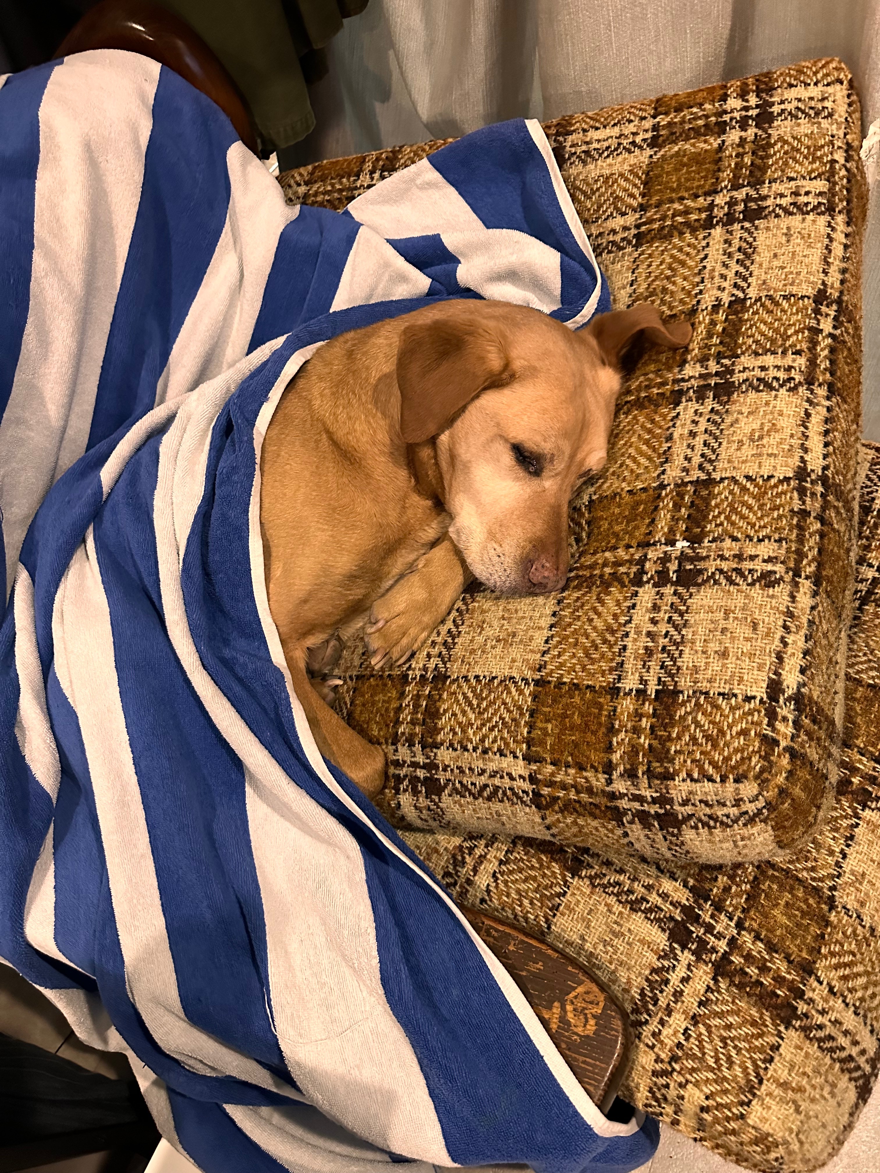 Fund Ella's Eye Operation: Saving Our Co-Pilot's Vision campaign photo, 5 of 8