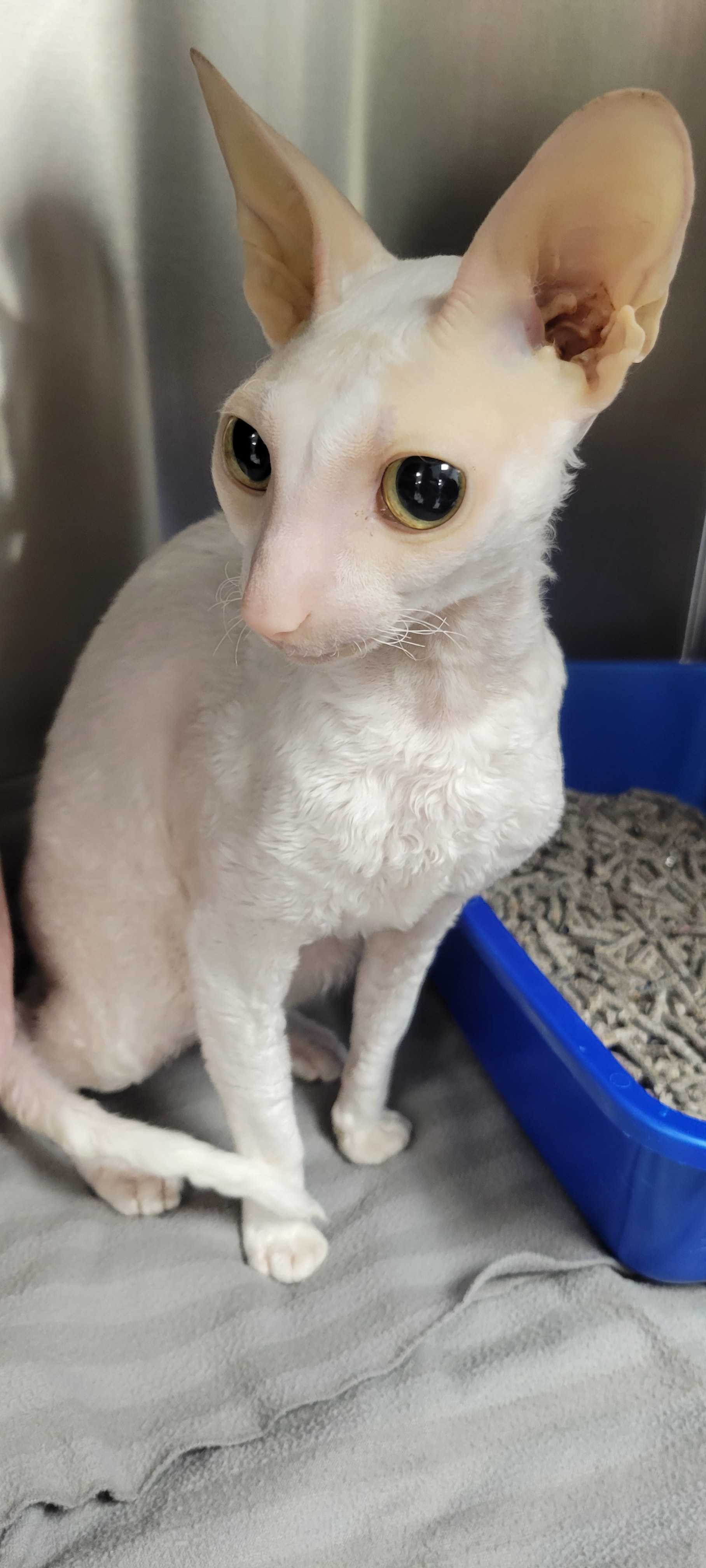 Sysco's Vet Costs campaign photo, 2 of 5