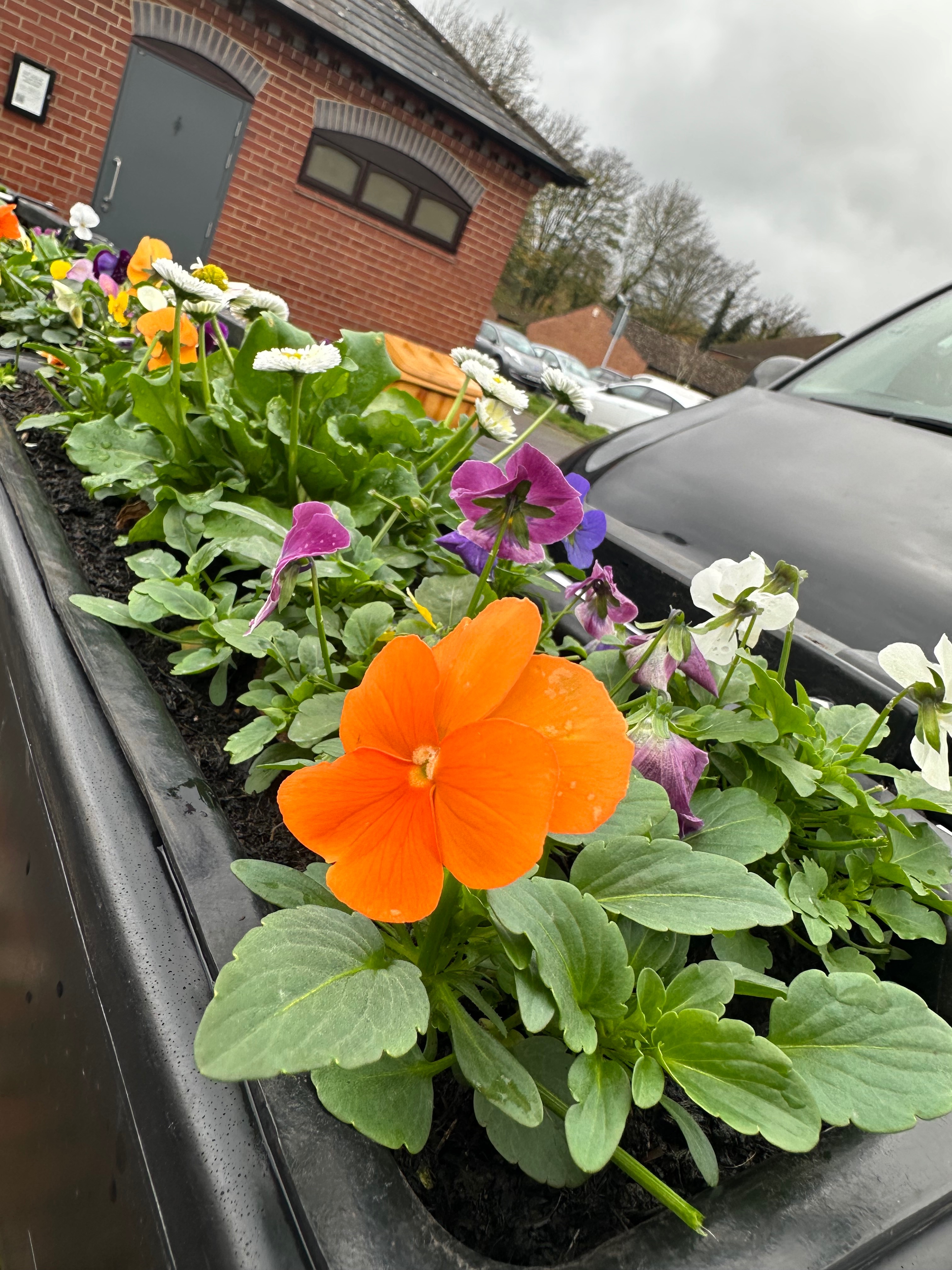 Whitchurch in Bloom campaign photo, 7 of 8