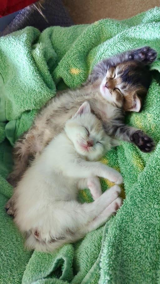 Donate to help two us with the little kittens we rescued. campaign photo, 2 of 4