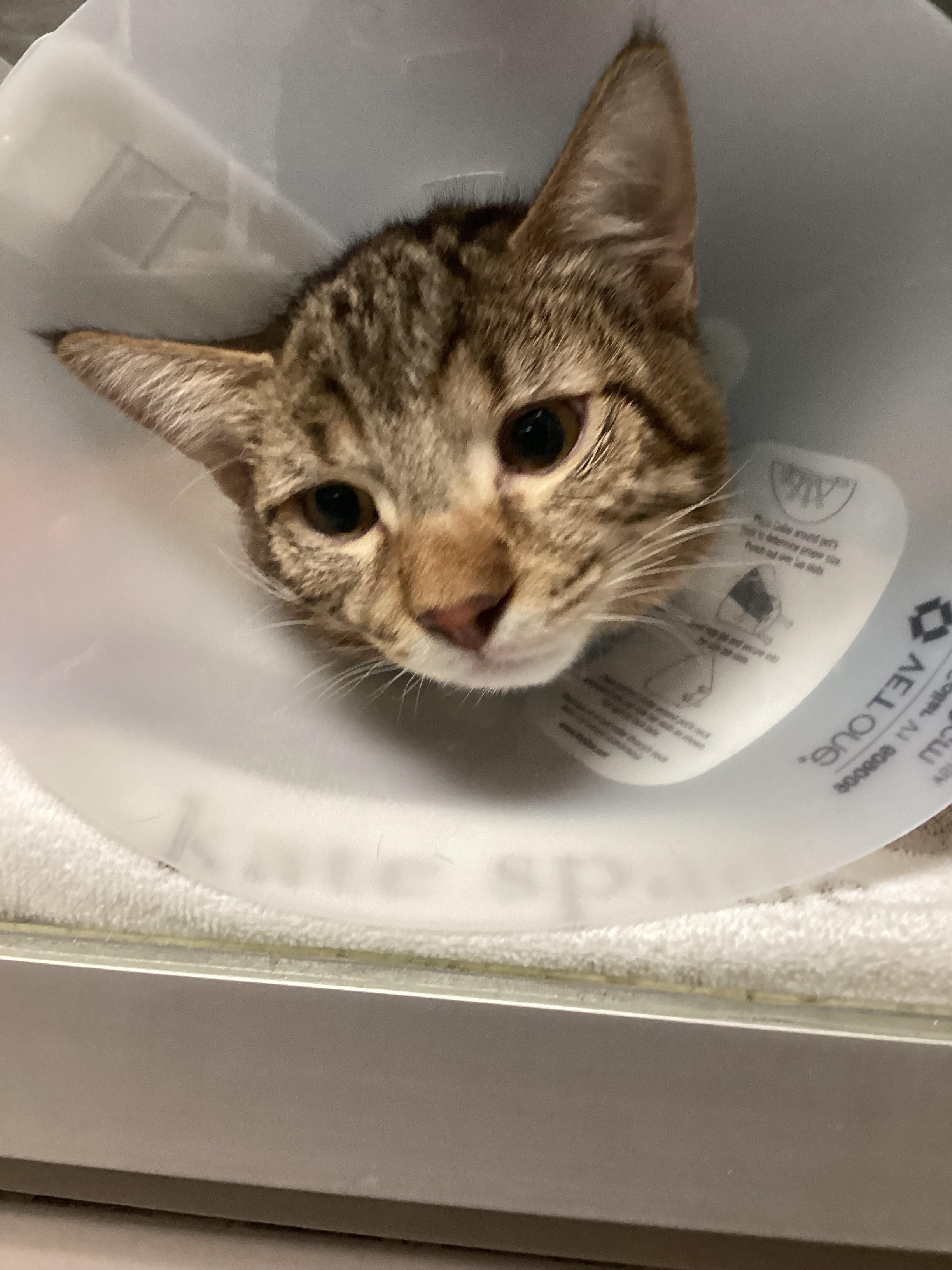 Donate to Amy’s Emergency Veterinary Bill campaign photo, 2 of 6