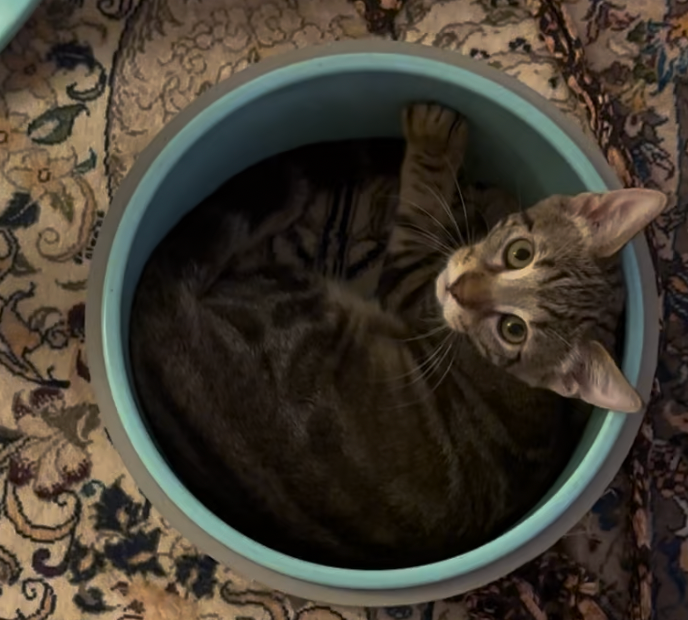 Donate to Amy’s Emergency Veterinary Bill campaign photo, 4 of 6