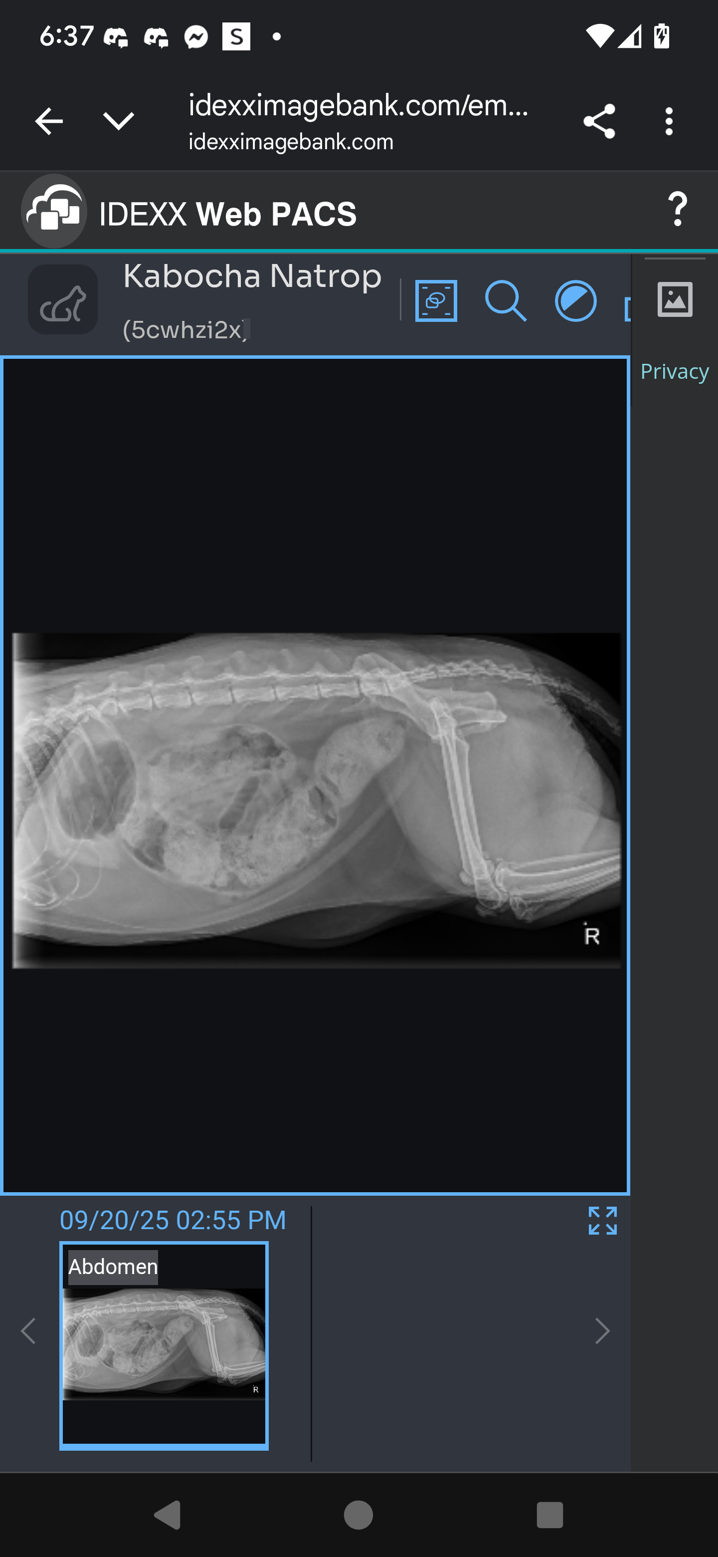 Urgent Surgery Needed for Kabocha's Health campaign photo, 2 of 8