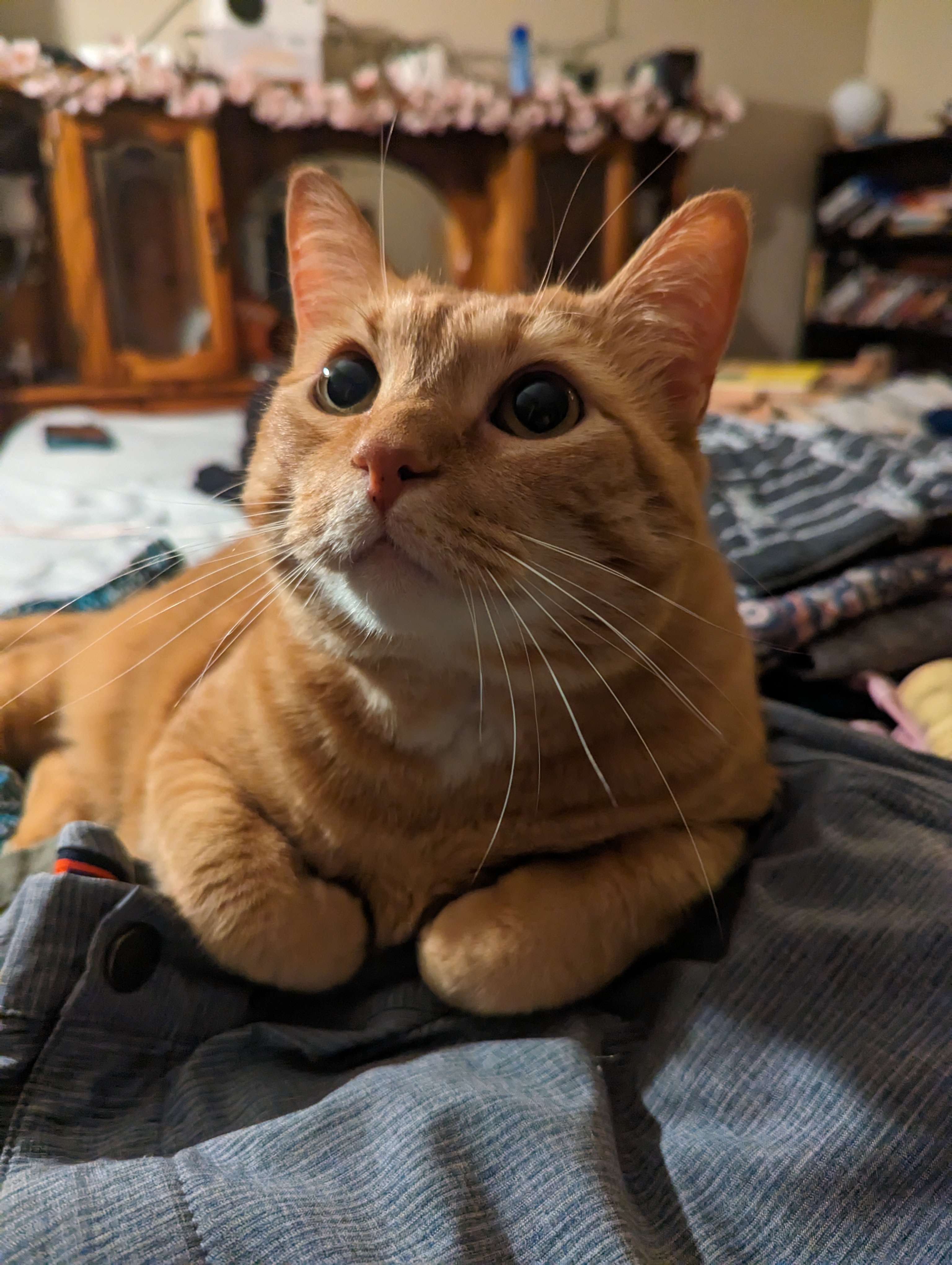 Urgent Surgery Needed for Kabocha's Health campaign photo, 6 of 8