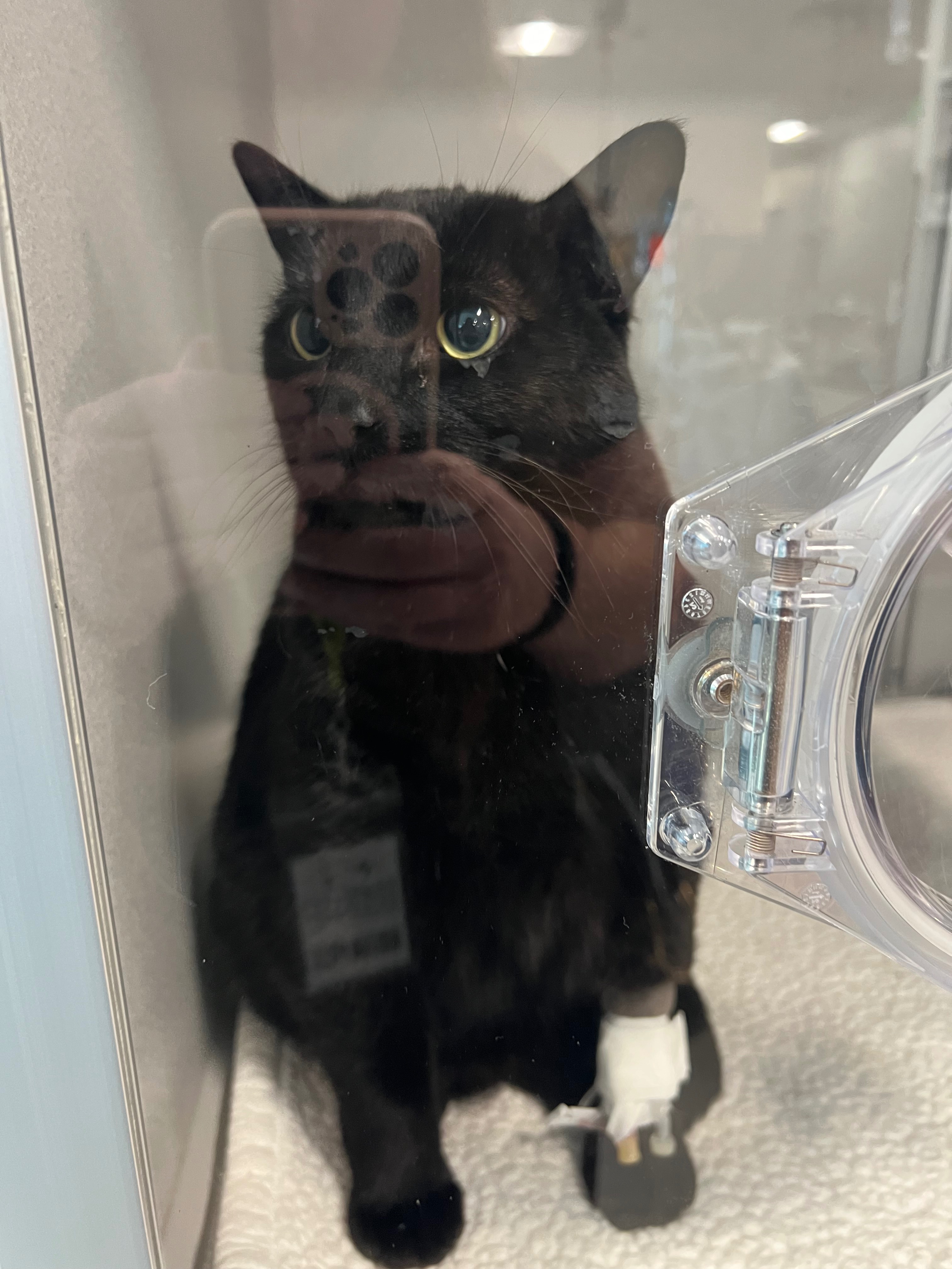 Help Save Toothless- Emergency Veterinary Care campaign photo, 6 of 7