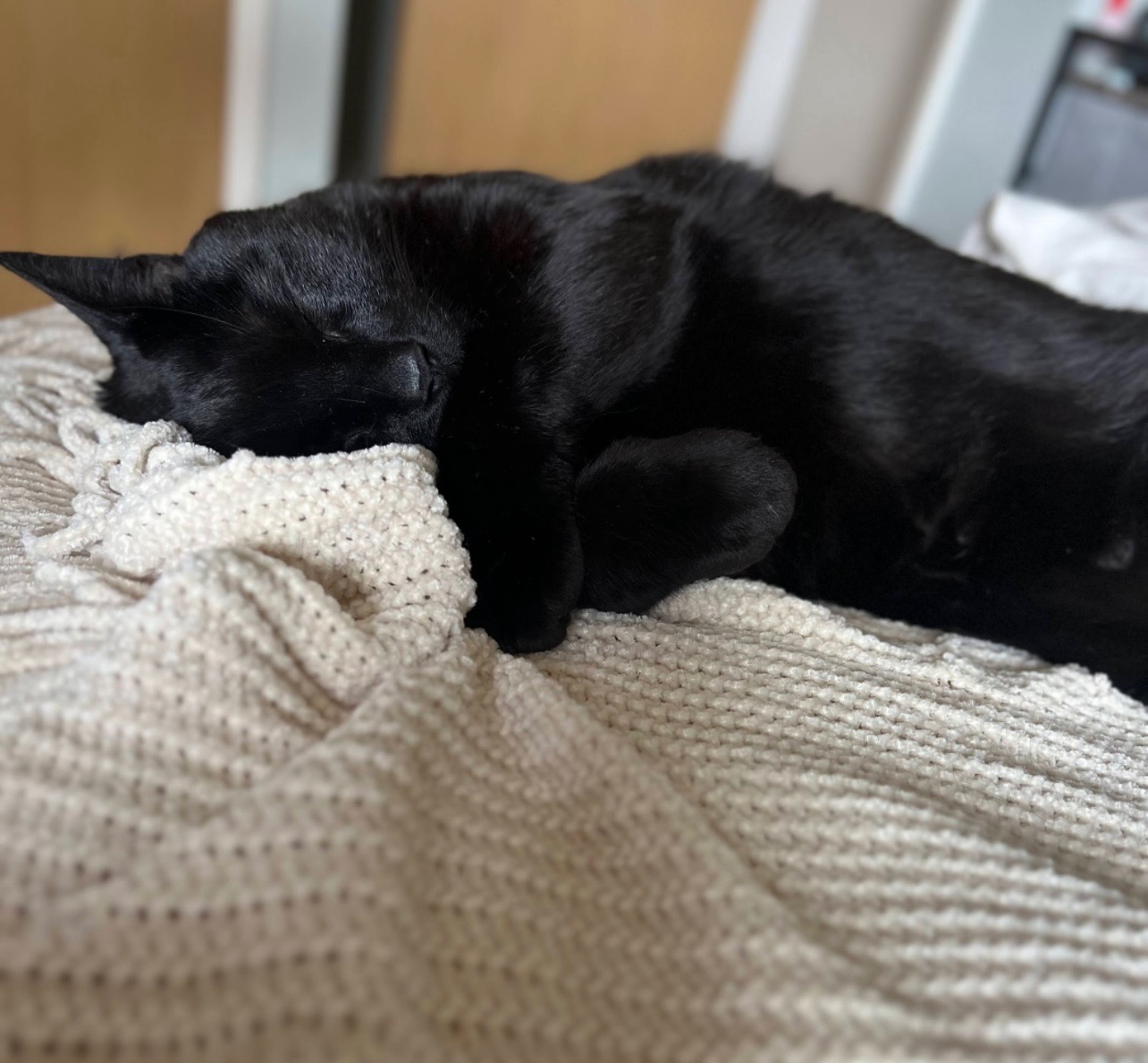 Help Save Toothless- Emergency Veterinary Care campaign photo, 2 of 7