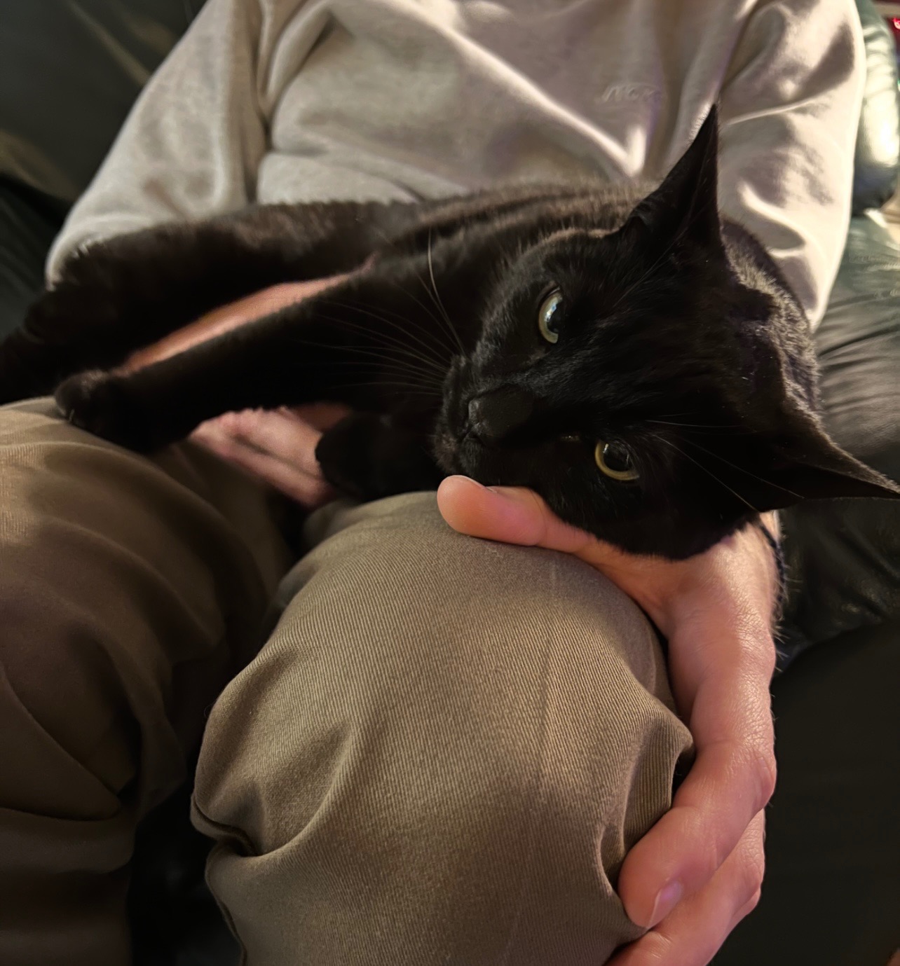 Help Save Toothless- Emergency Veterinary Care campaign photo, 4 of 7