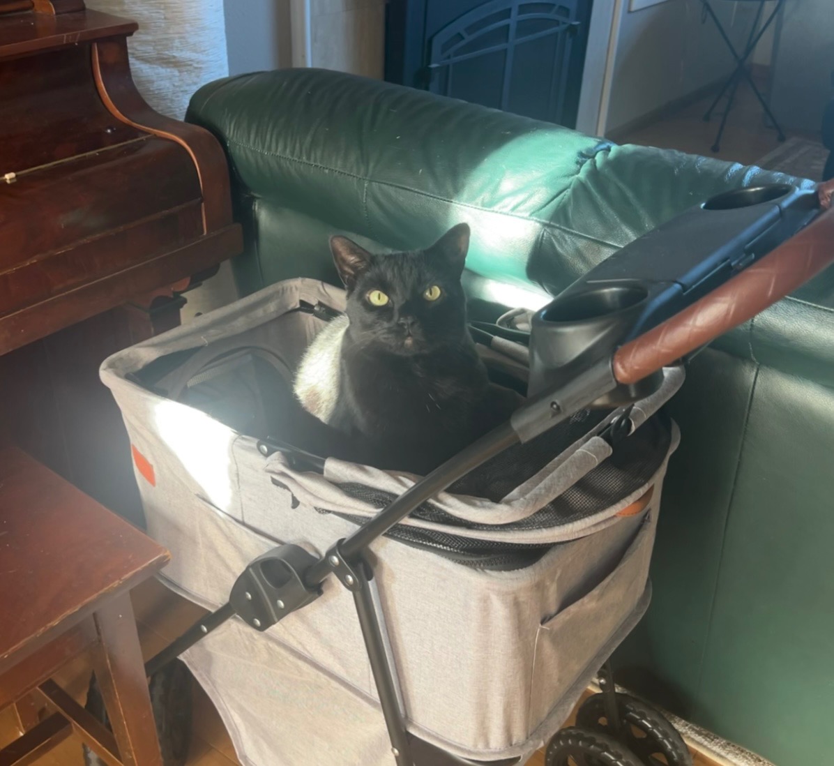 Help Save Toothless- Emergency Veterinary Care campaign photo, 5 of 7