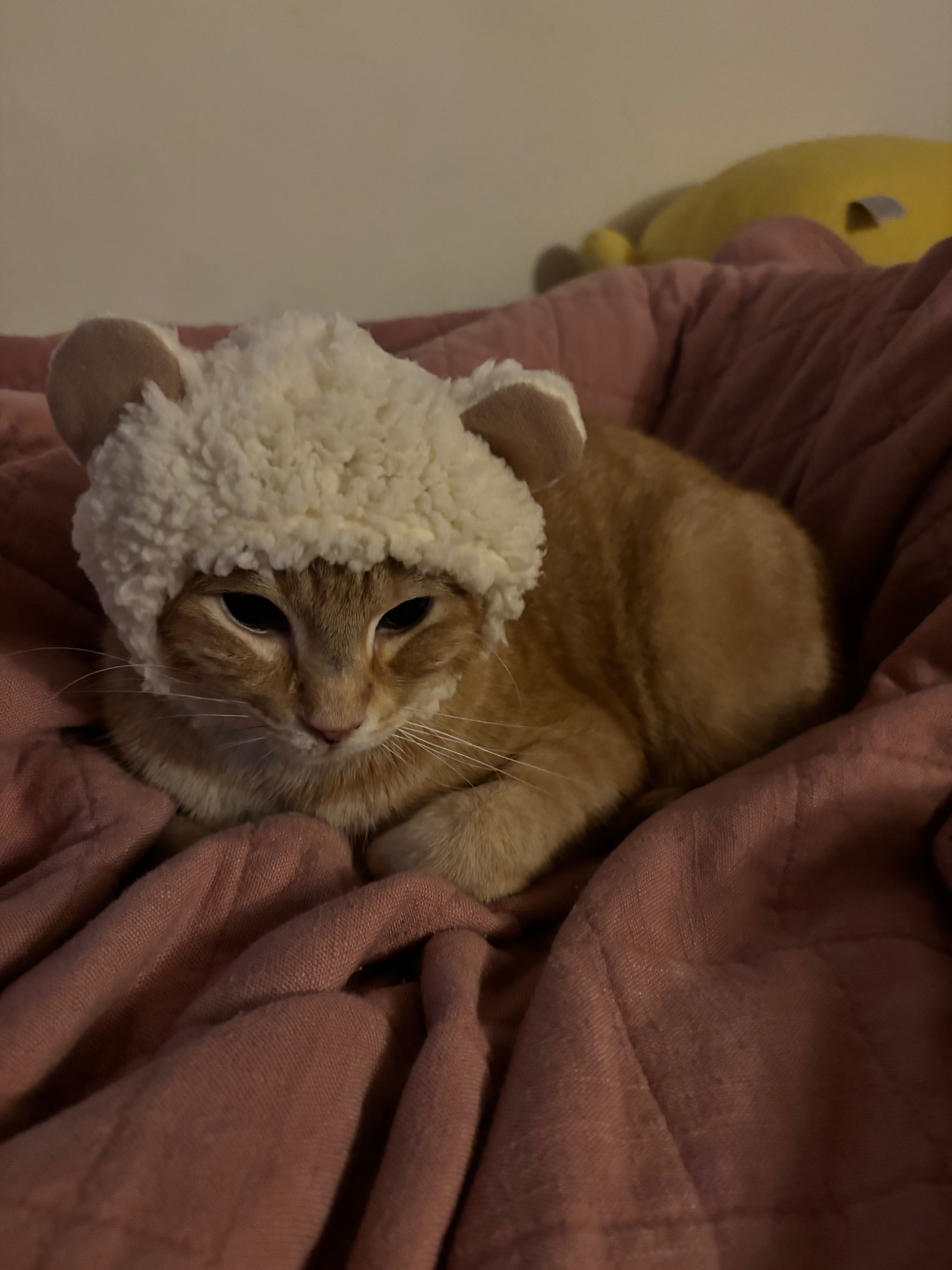 Support Peach's Recovery Journey campaign photo, 2 of 4