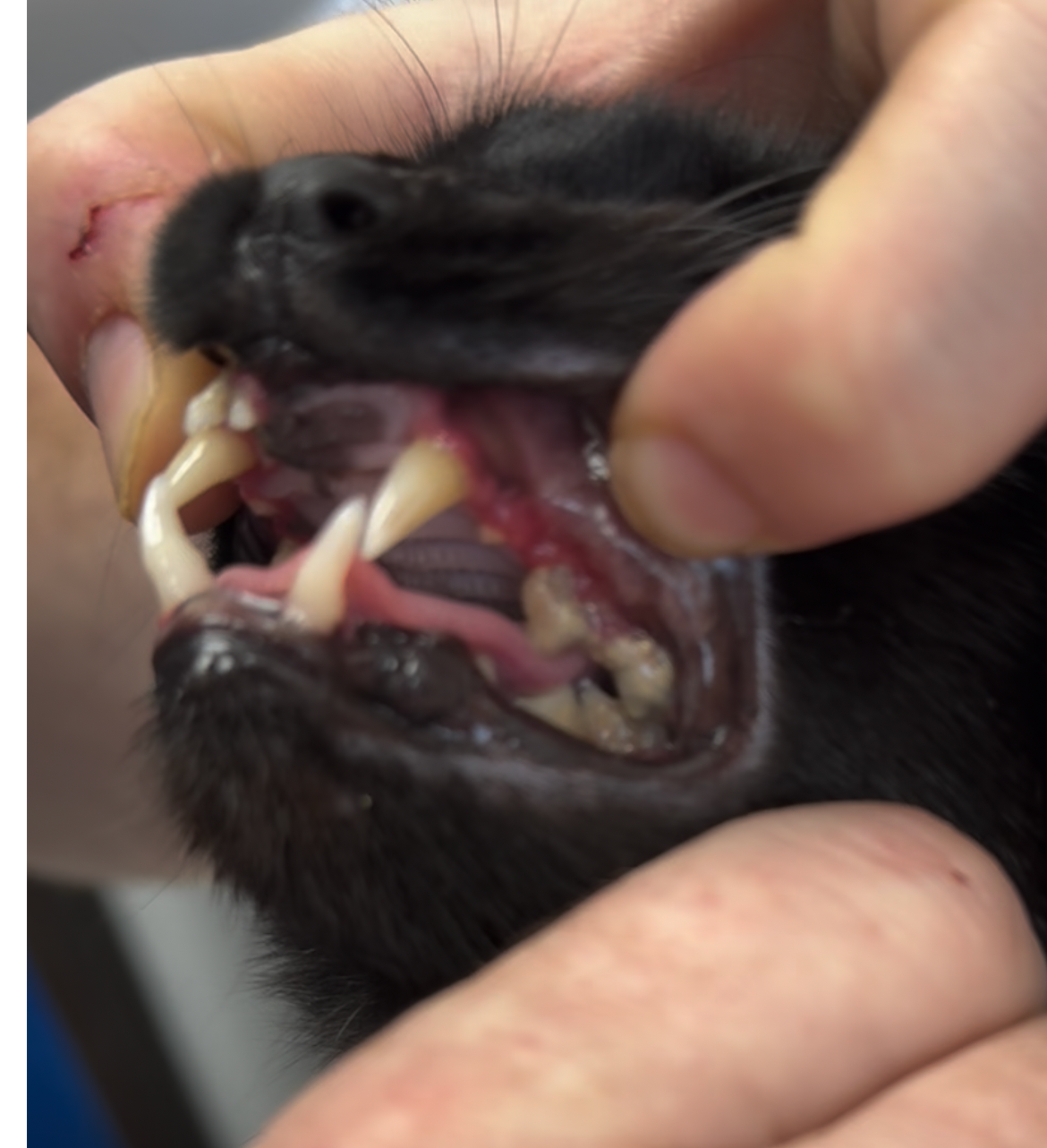 Help three cats fight Stomatitis! campaign photo, 7 of 8