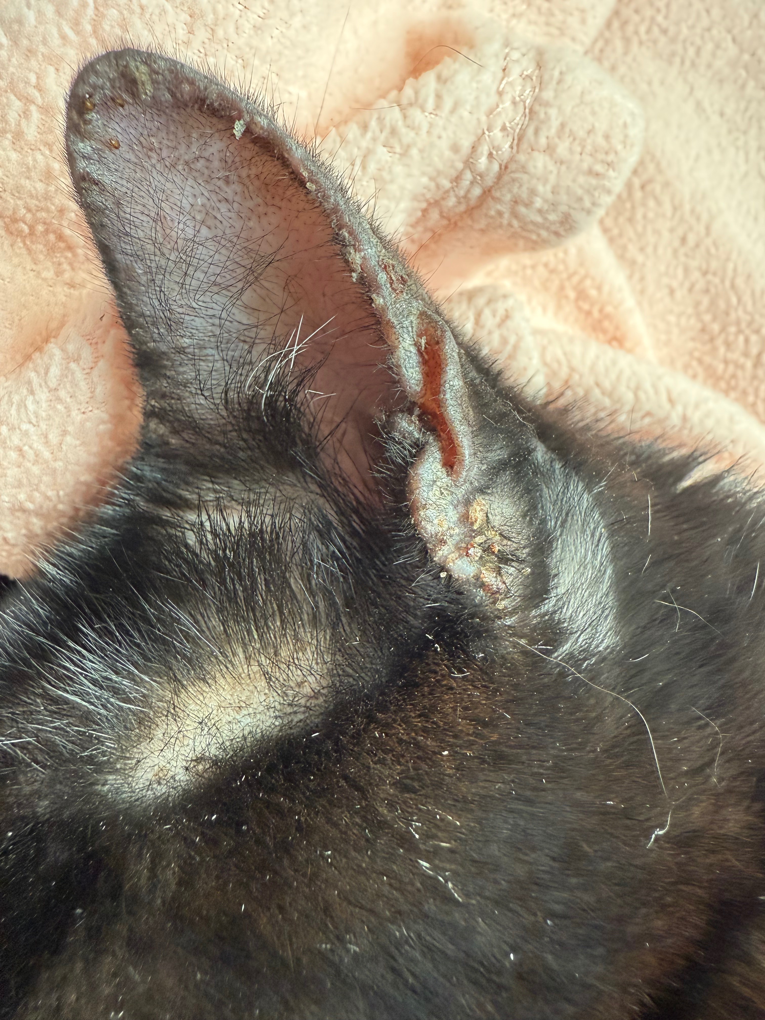 Help three cats fight Stomatitis! campaign photo, 2 of 8