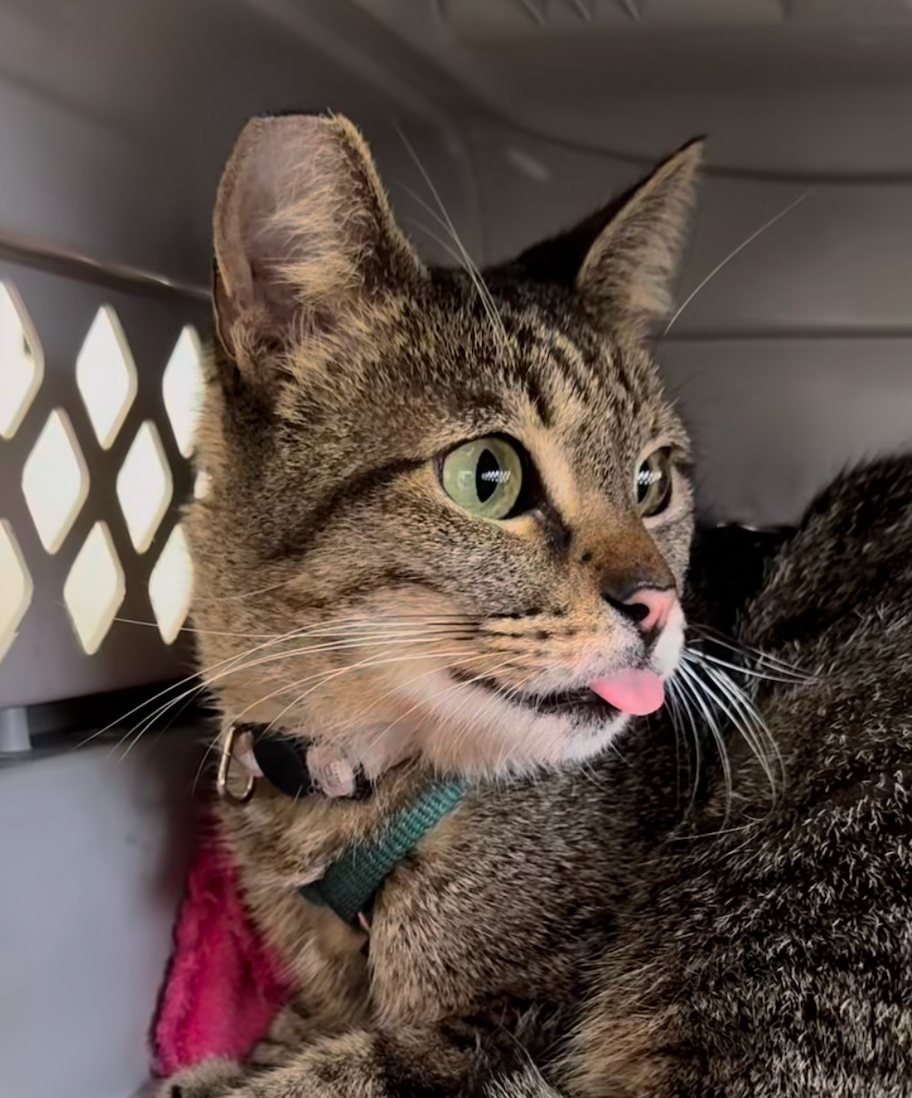 Help three cats fight Stomatitis! campaign photo, 5 of 8