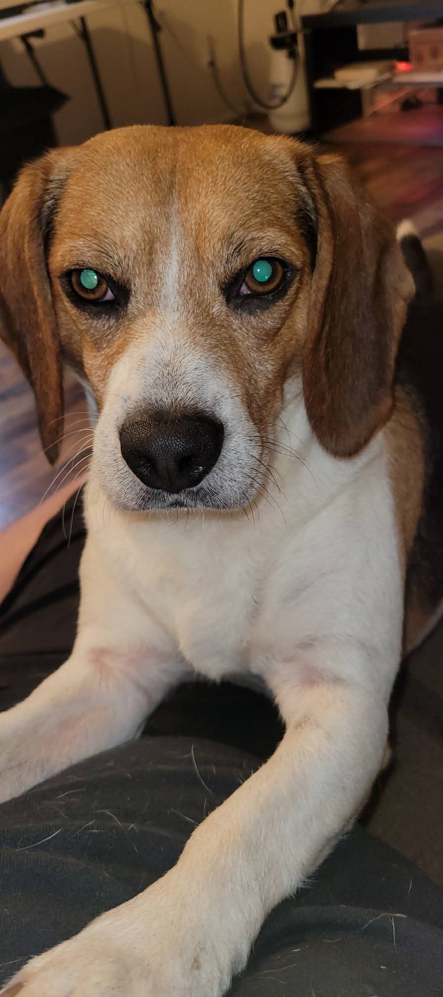 Support Our Neighbors' Dog's Recovery campaign photo, 4 of 5