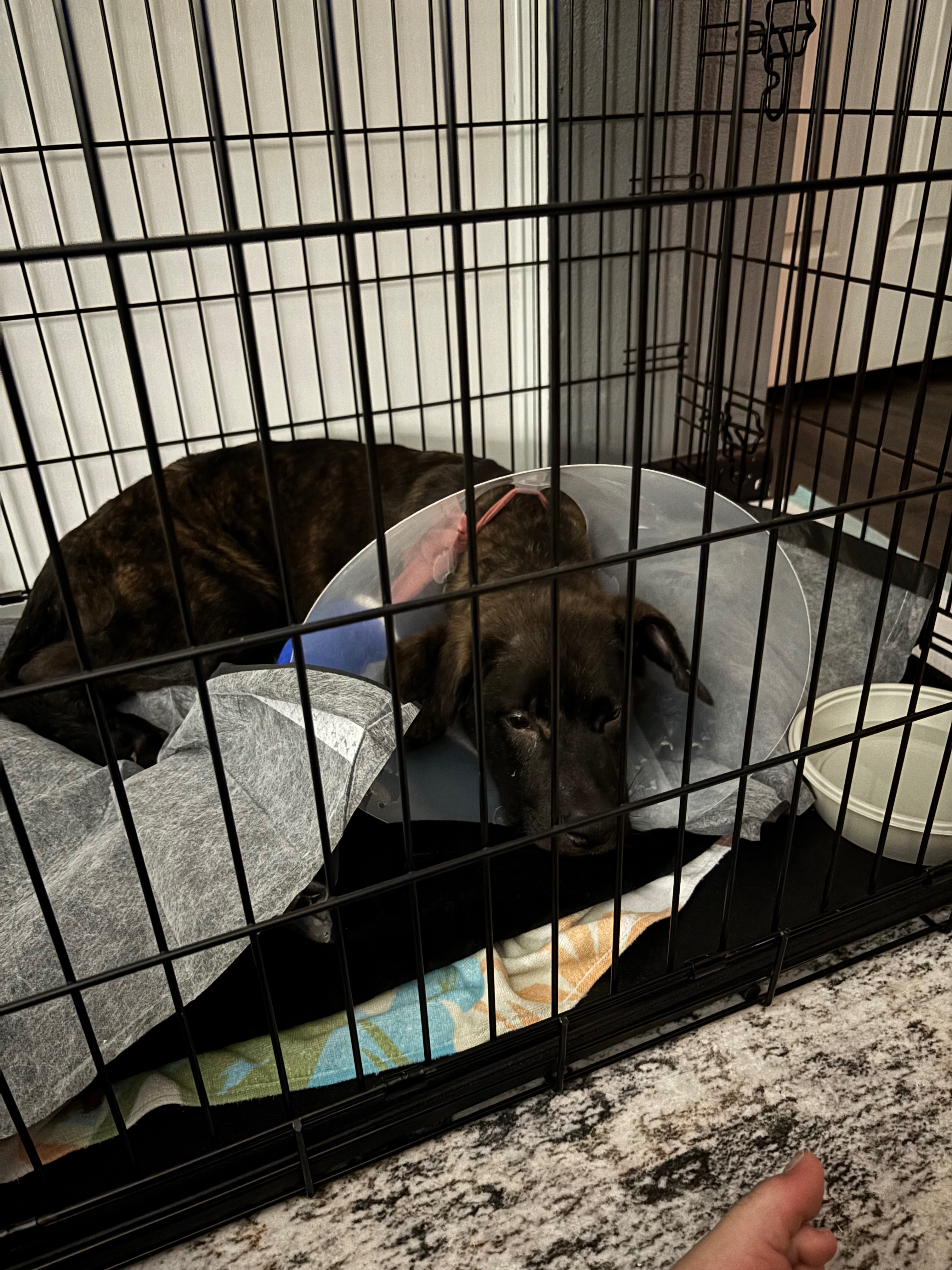 Help Save This Puppy’s Life campaign photo, 6 of 7
