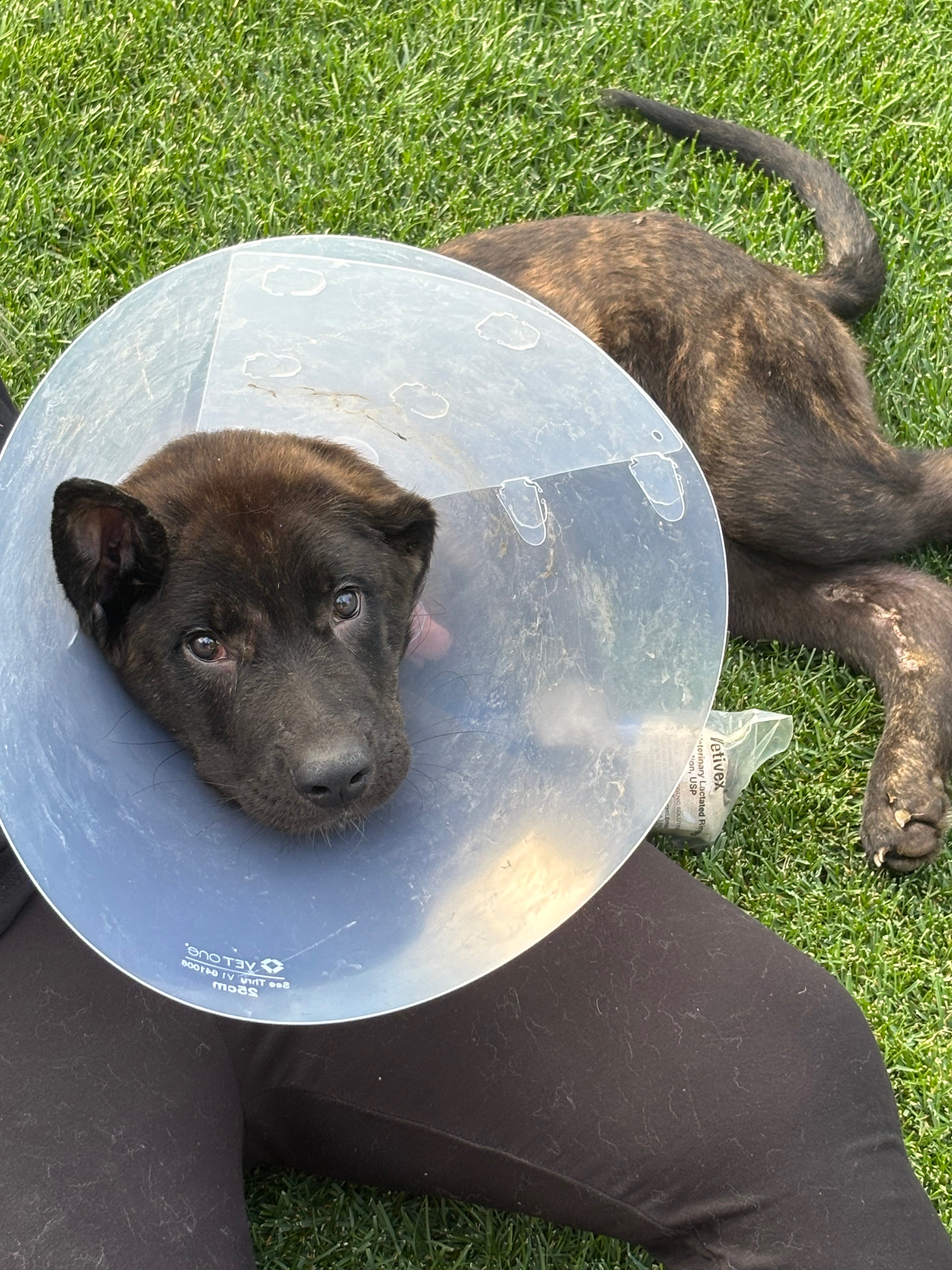 Help Save This Puppy’s Life campaign photo, 5 of 7
