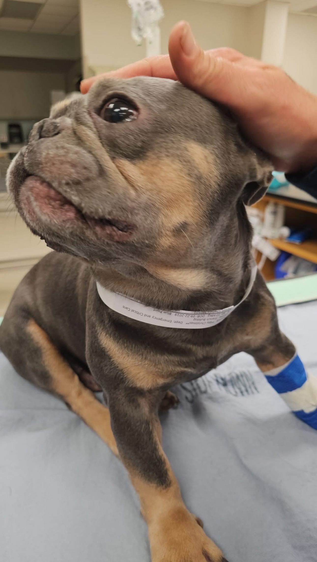 Help Blu Walk Again: Support His Surgery campaign photo, 6 of 7