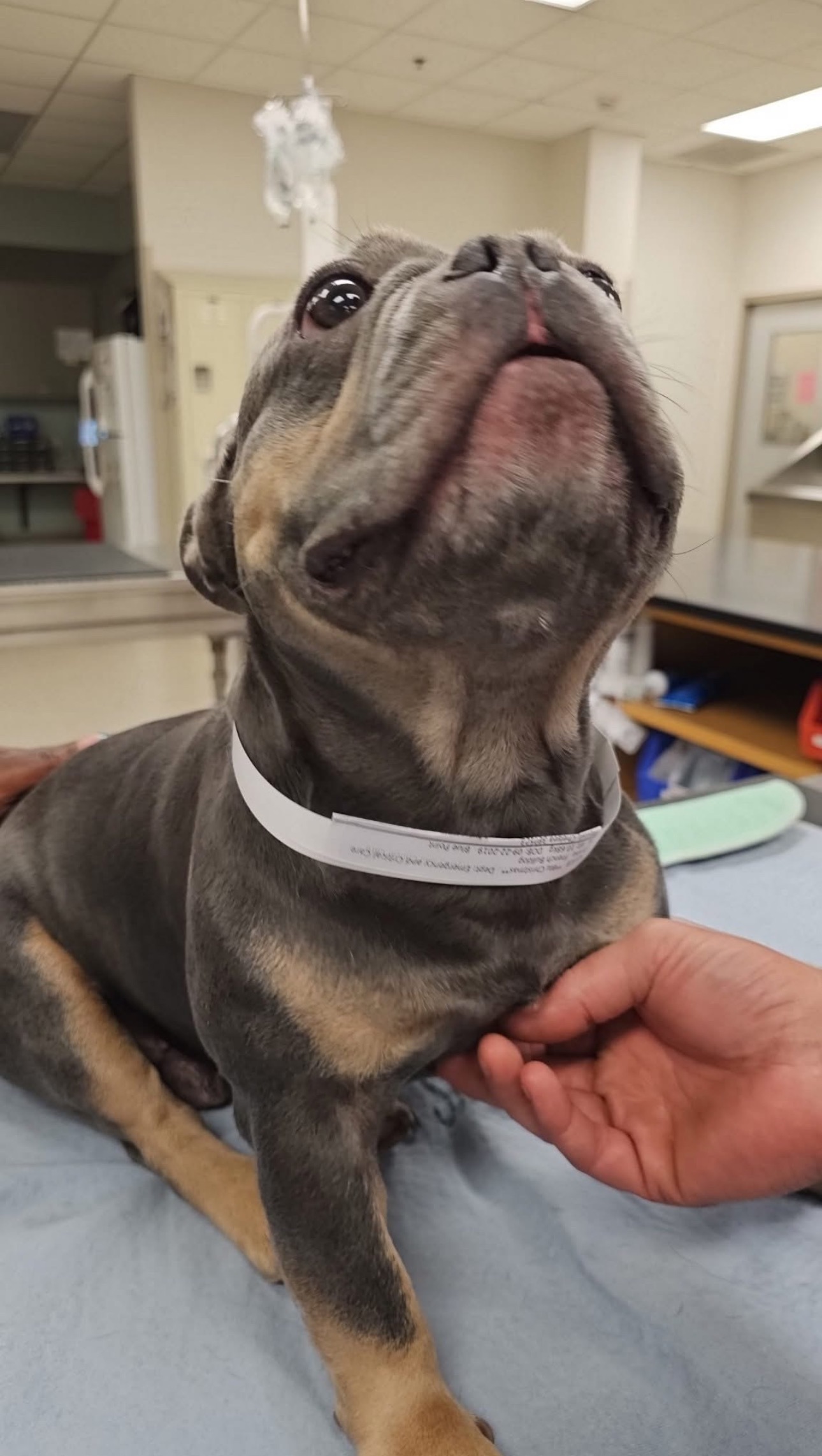 Help Blu Walk Again: Support His Surgery campaign photo, 2 of 7