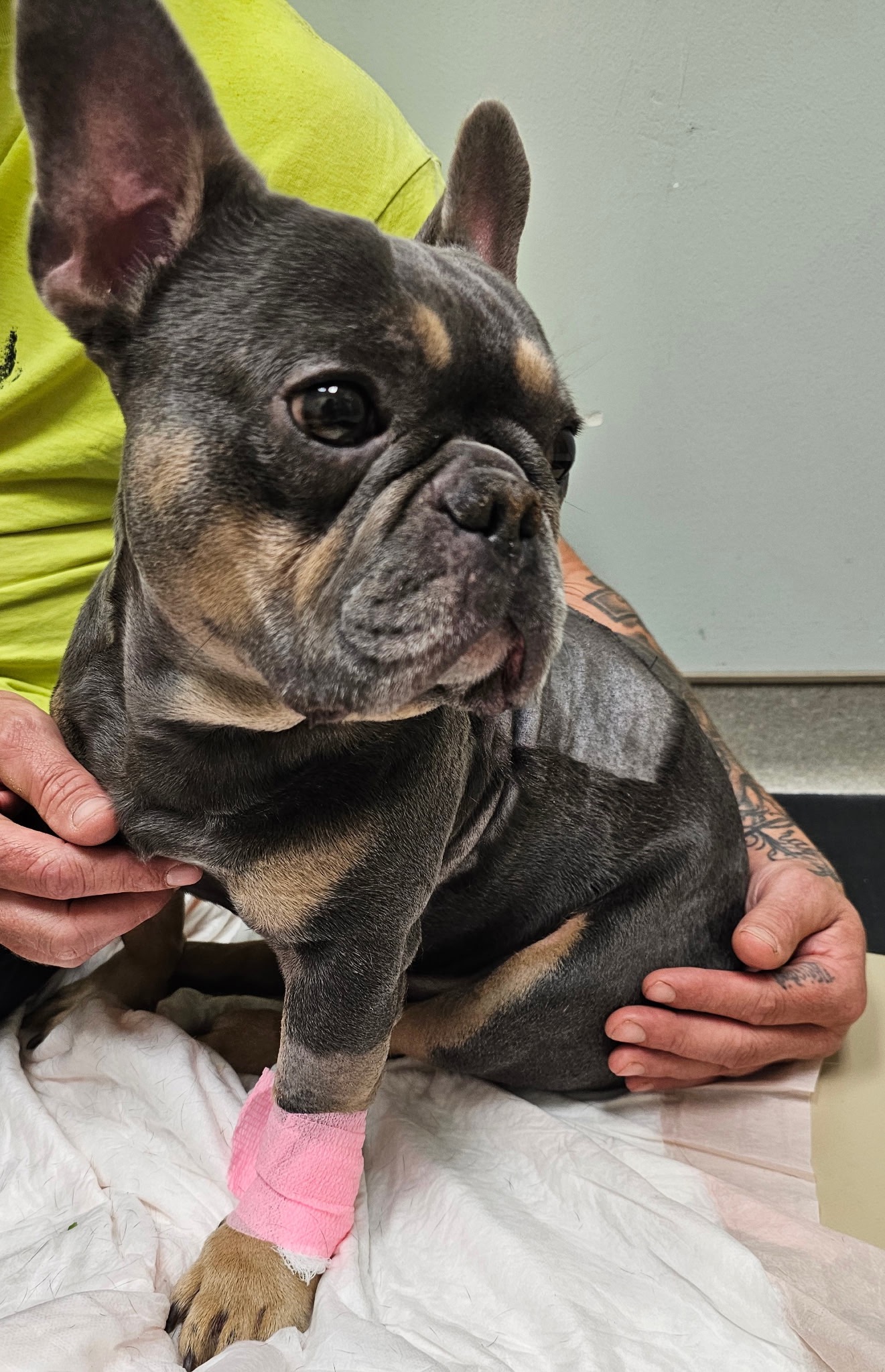 Help Blu Walk Again: Support His Surgery campaign photo, 4 of 7