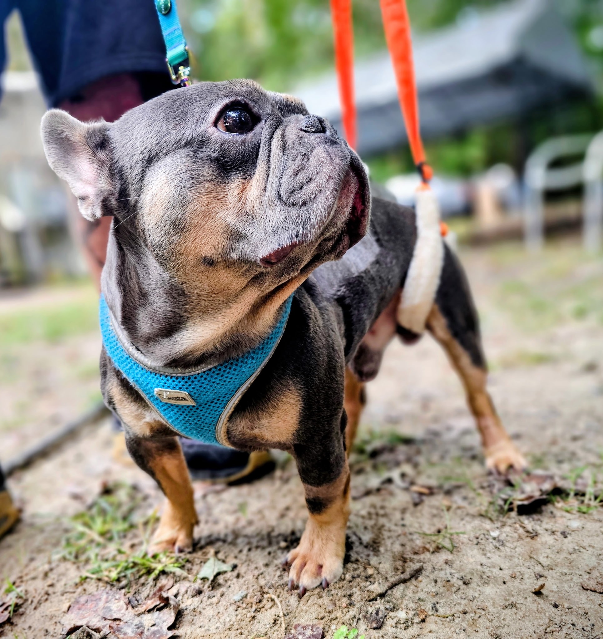Help Blu Walk Again: Support His Surgery campaign photo, 5 of 7