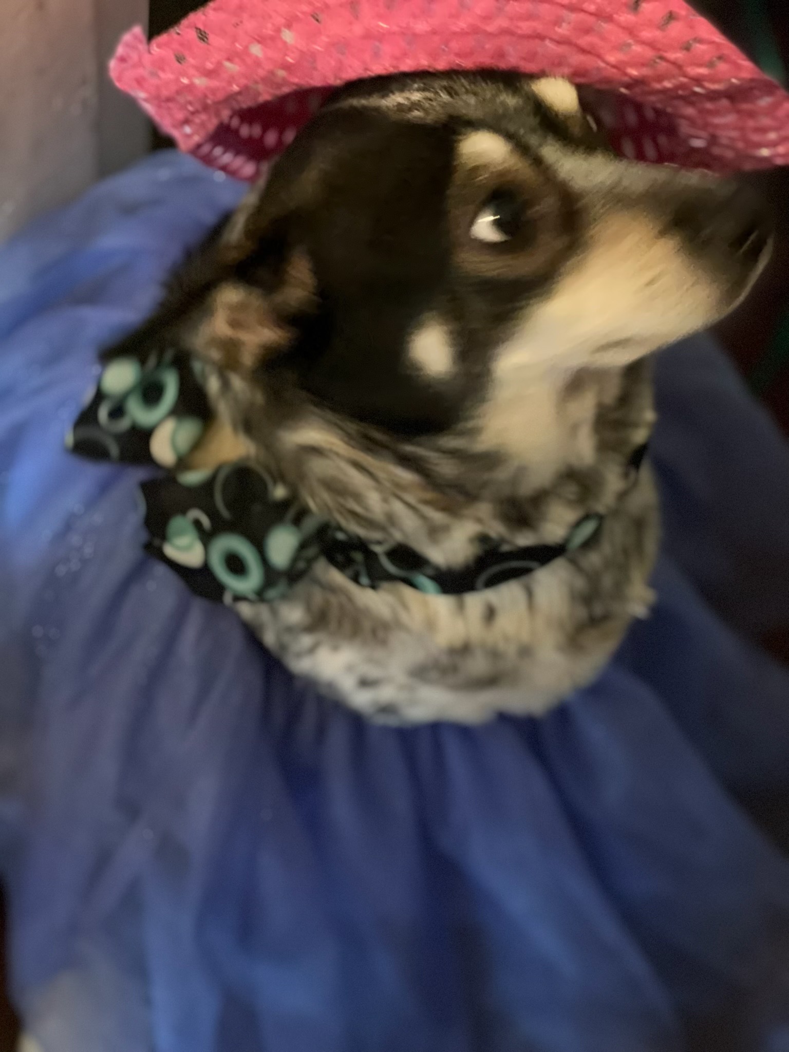 Help Prada Heal After Hit-and-Run Accident campaign photo, 5 of 6