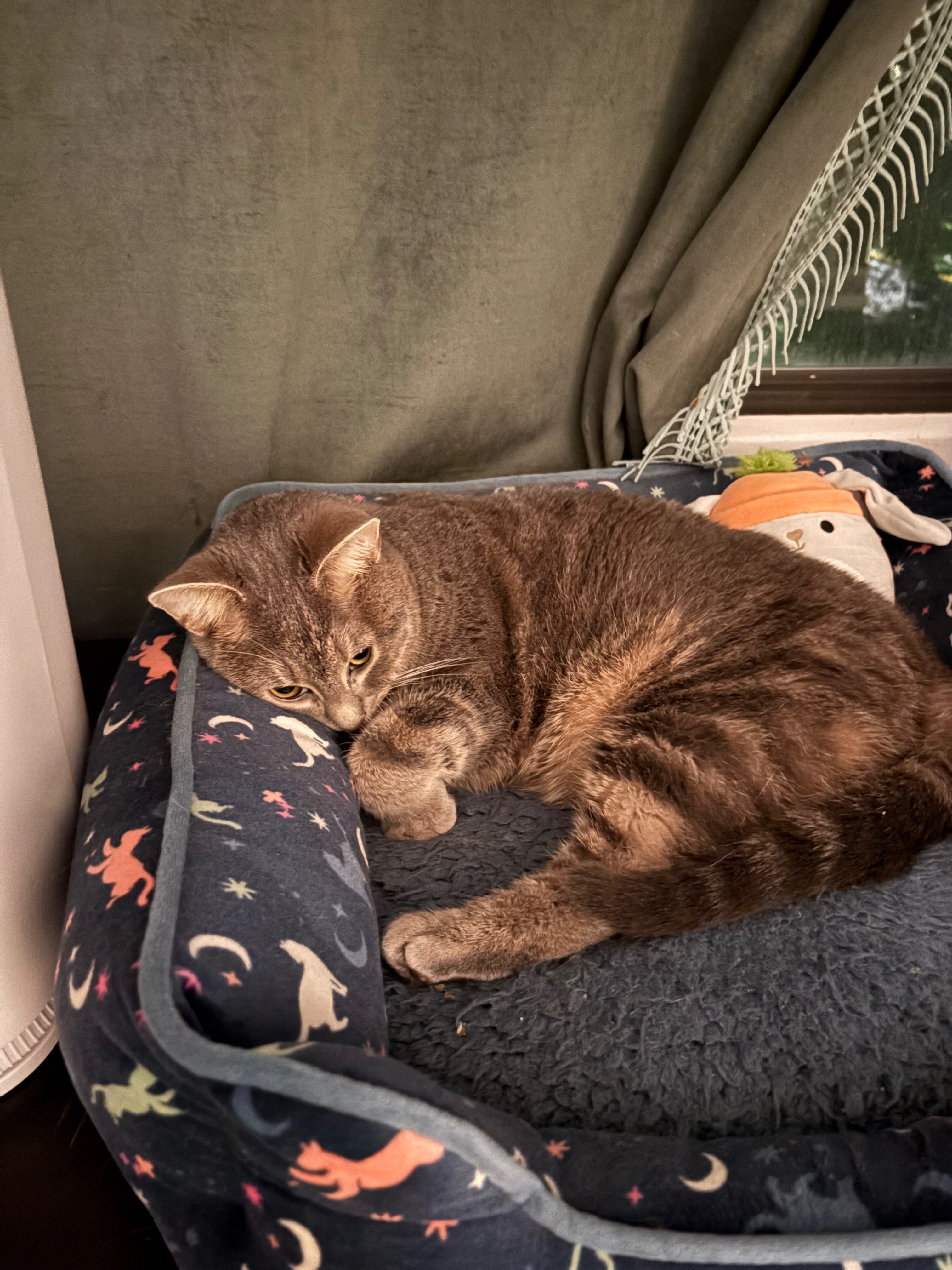 Raising Funds to Cover Mabel’s Medical Emergency campaign photo, 7 of 8