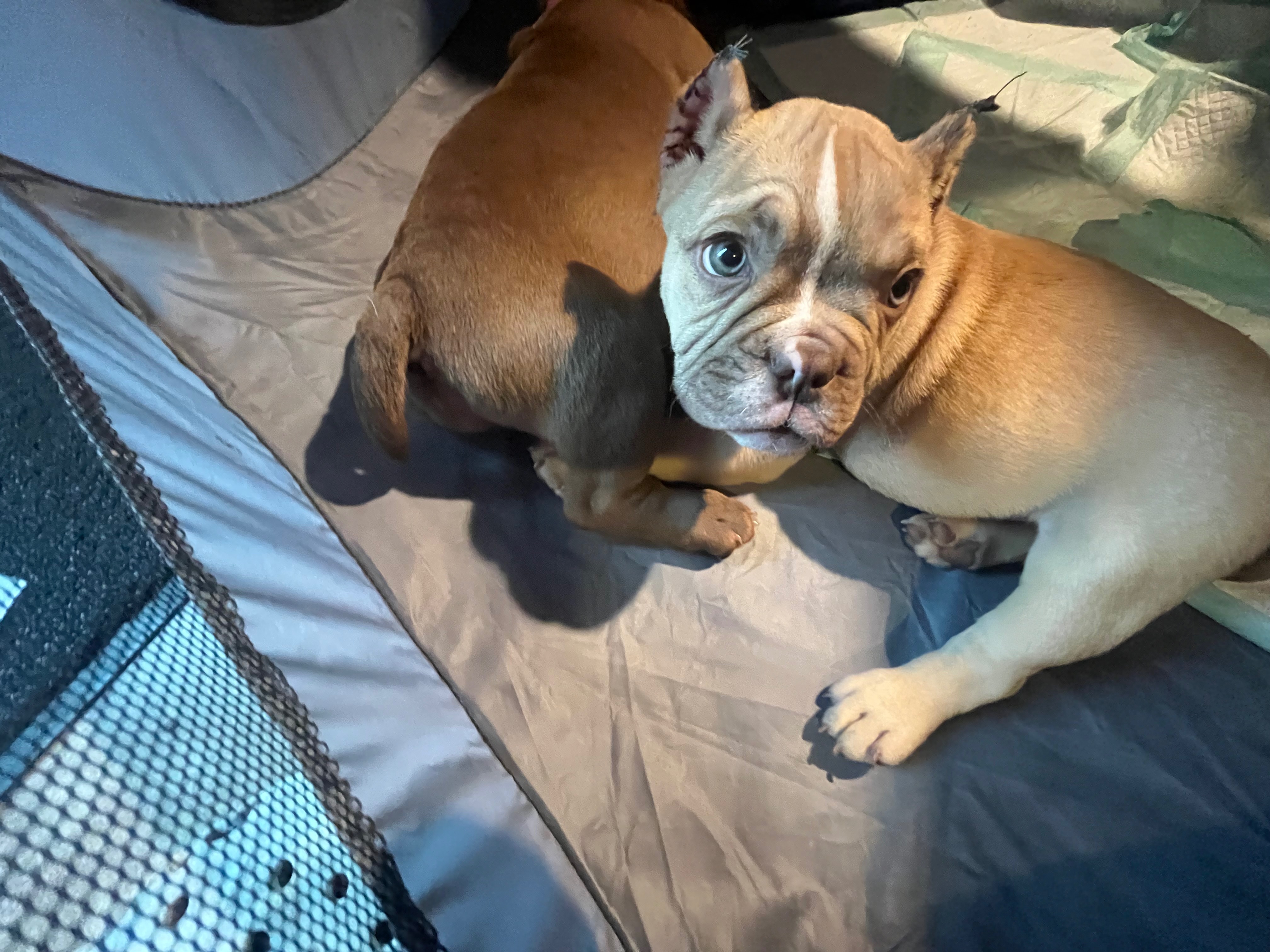 Help Zeus! campaign photo, 2 of 8