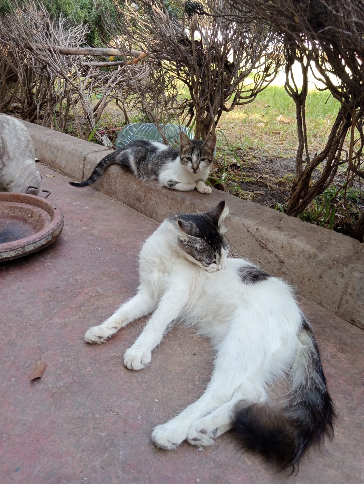 Aidons les chats et chiens errants au Maroc campaign photo, 4 of 6