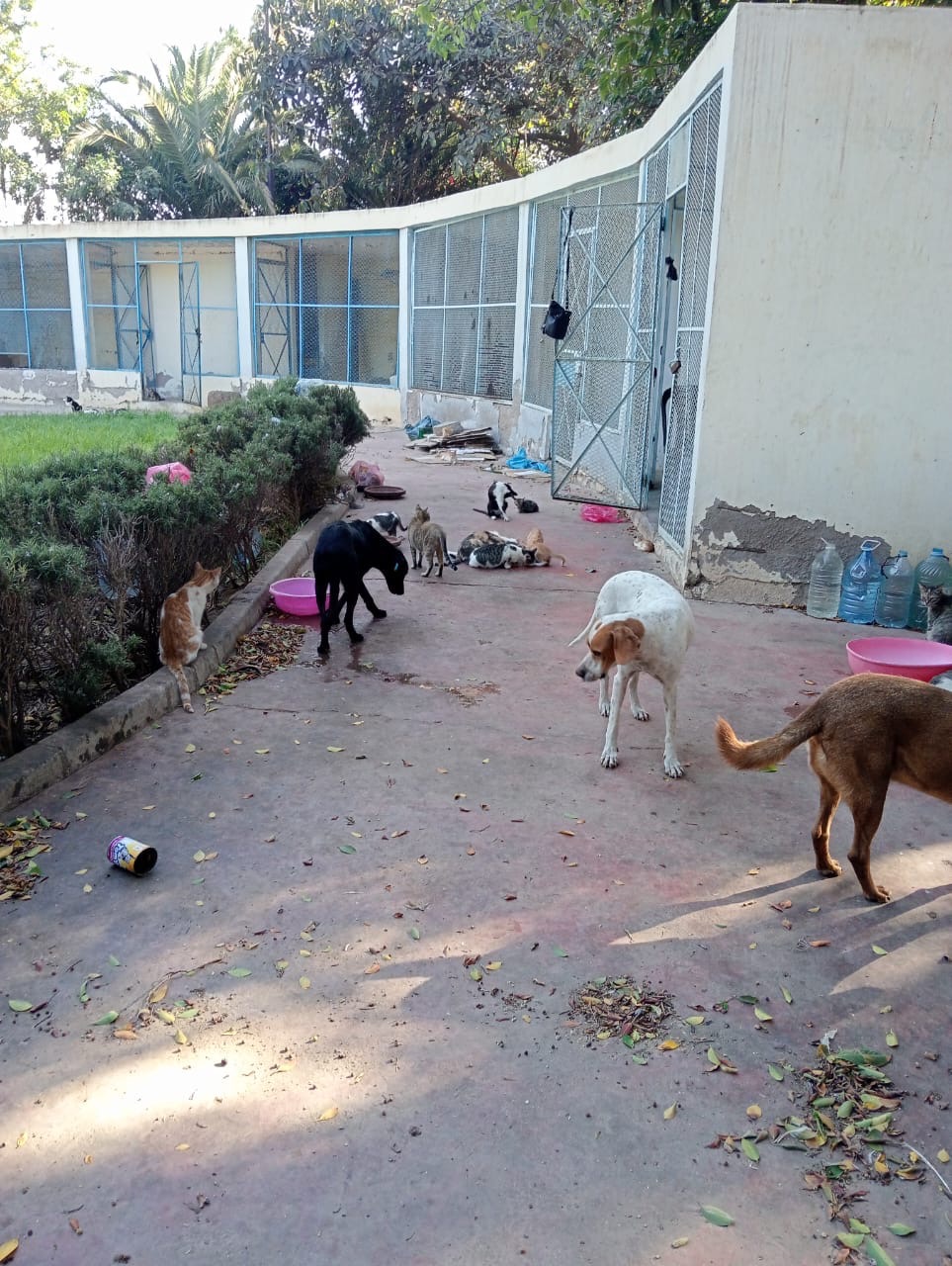 Aidons les chats et chiens errants au Maroc campaign photo, 5 of 6