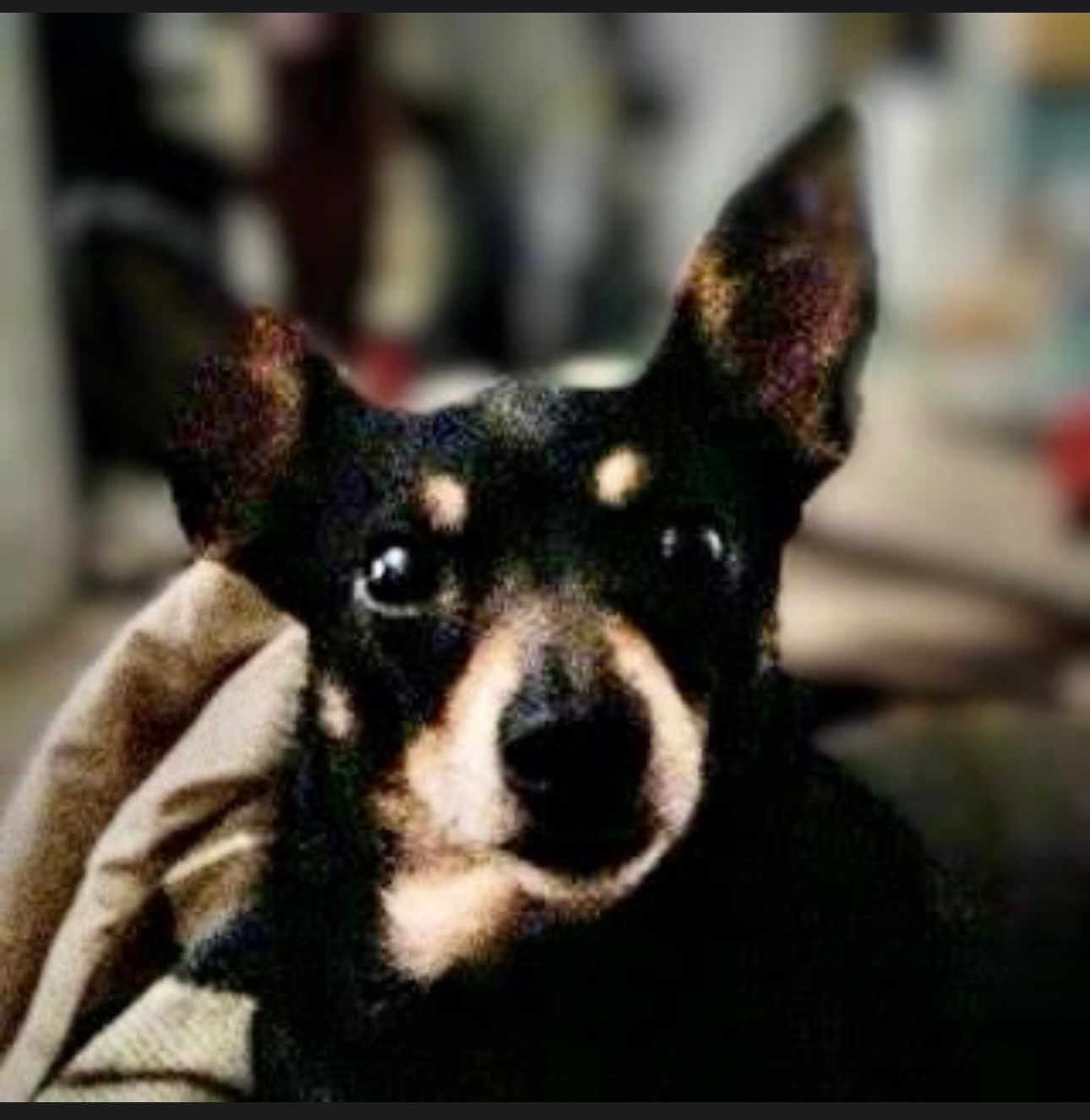Justice 4 Joey: Legal Action for His Death campaign photo, 7 of 8