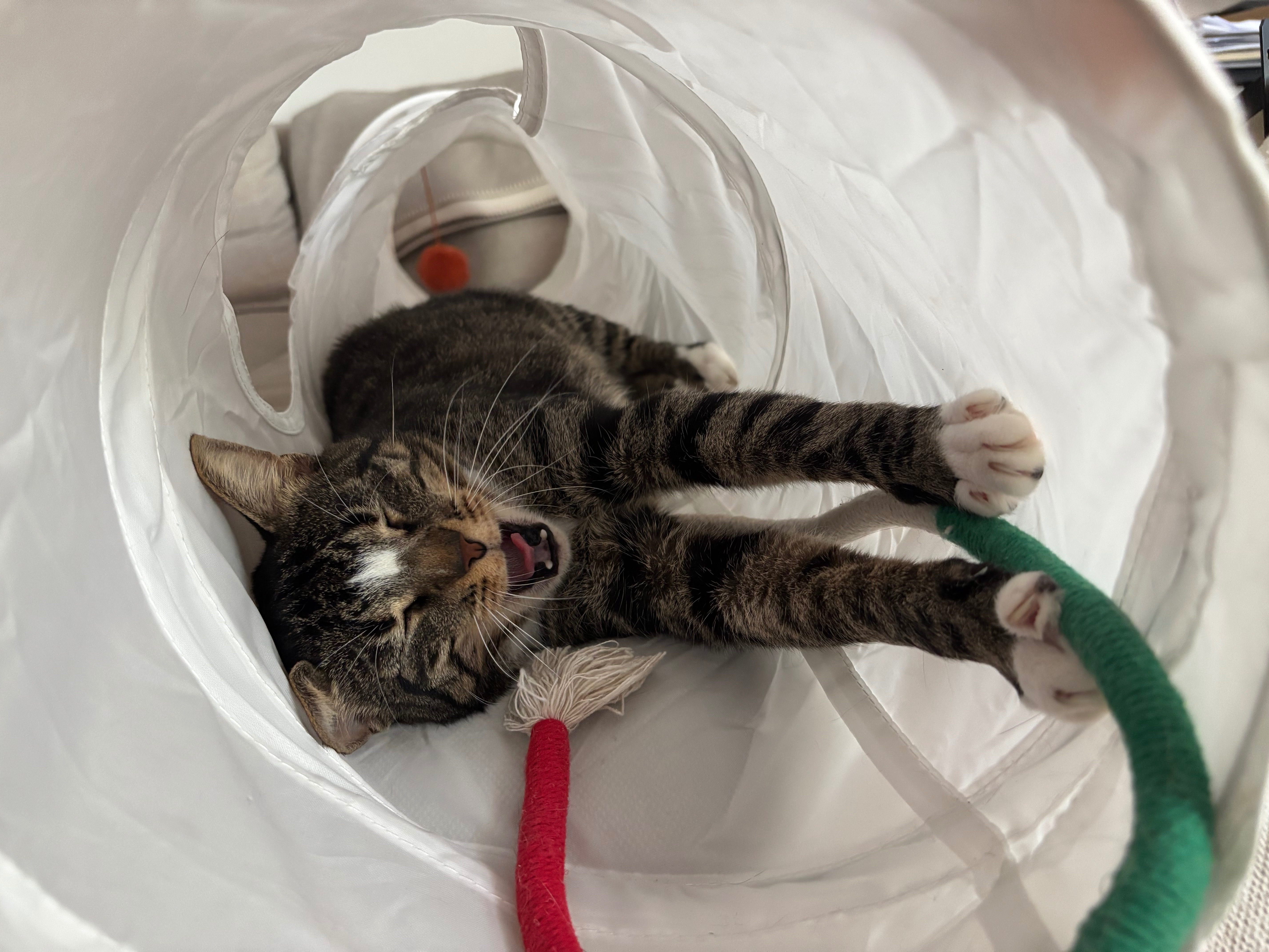Donate to help pay for Arturo’s vet bills campaign photo, 4 of 6