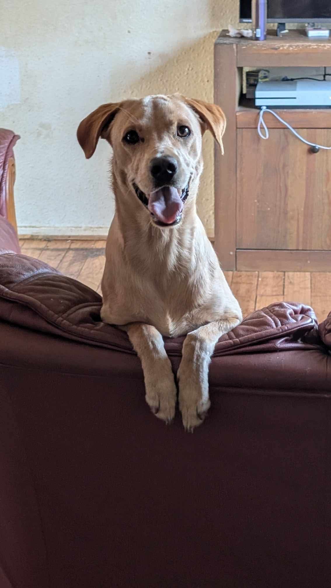 Please Help with Toffee’s Vet Bill campaign photo, 6 of 7