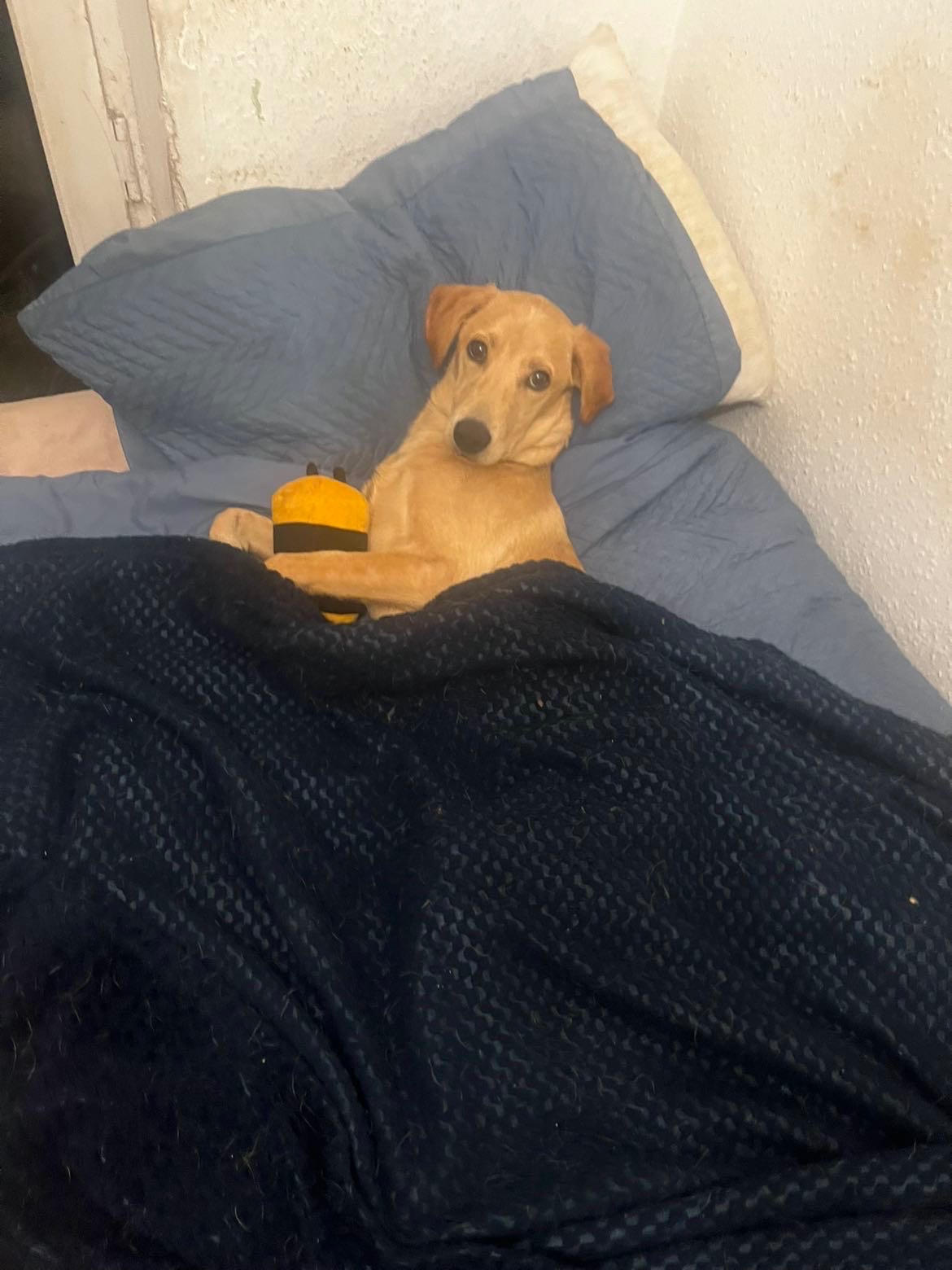 Please Help with Toffee’s Vet Bill campaign photo, 2 of 7