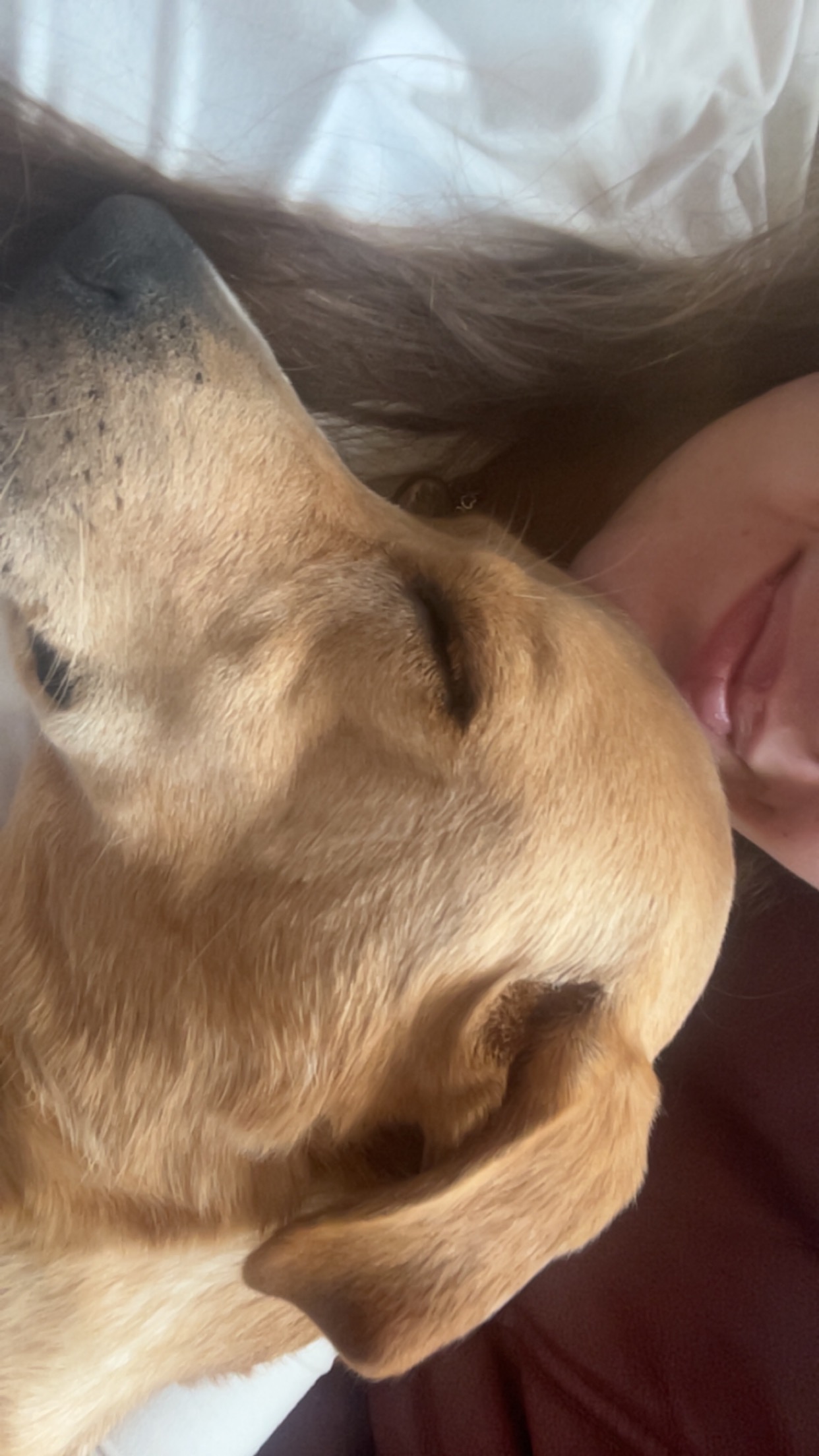 Please Help with Toffee’s Vet Bill campaign photo, 4 of 7