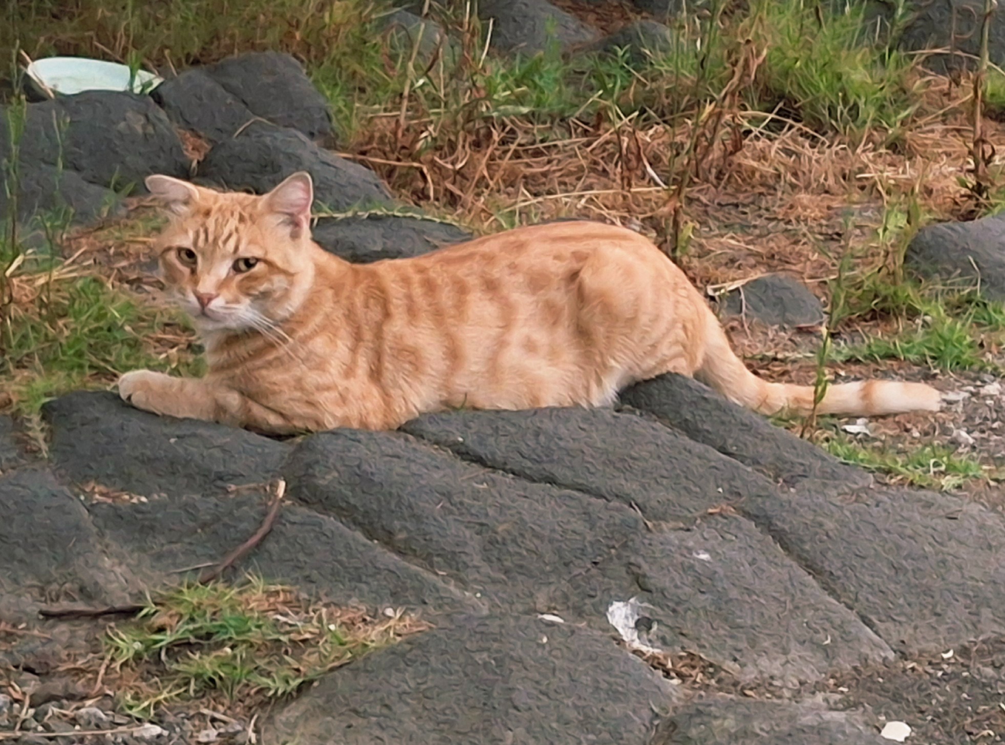 Colonia felina Acitrezza campaign photo, 7 of 8