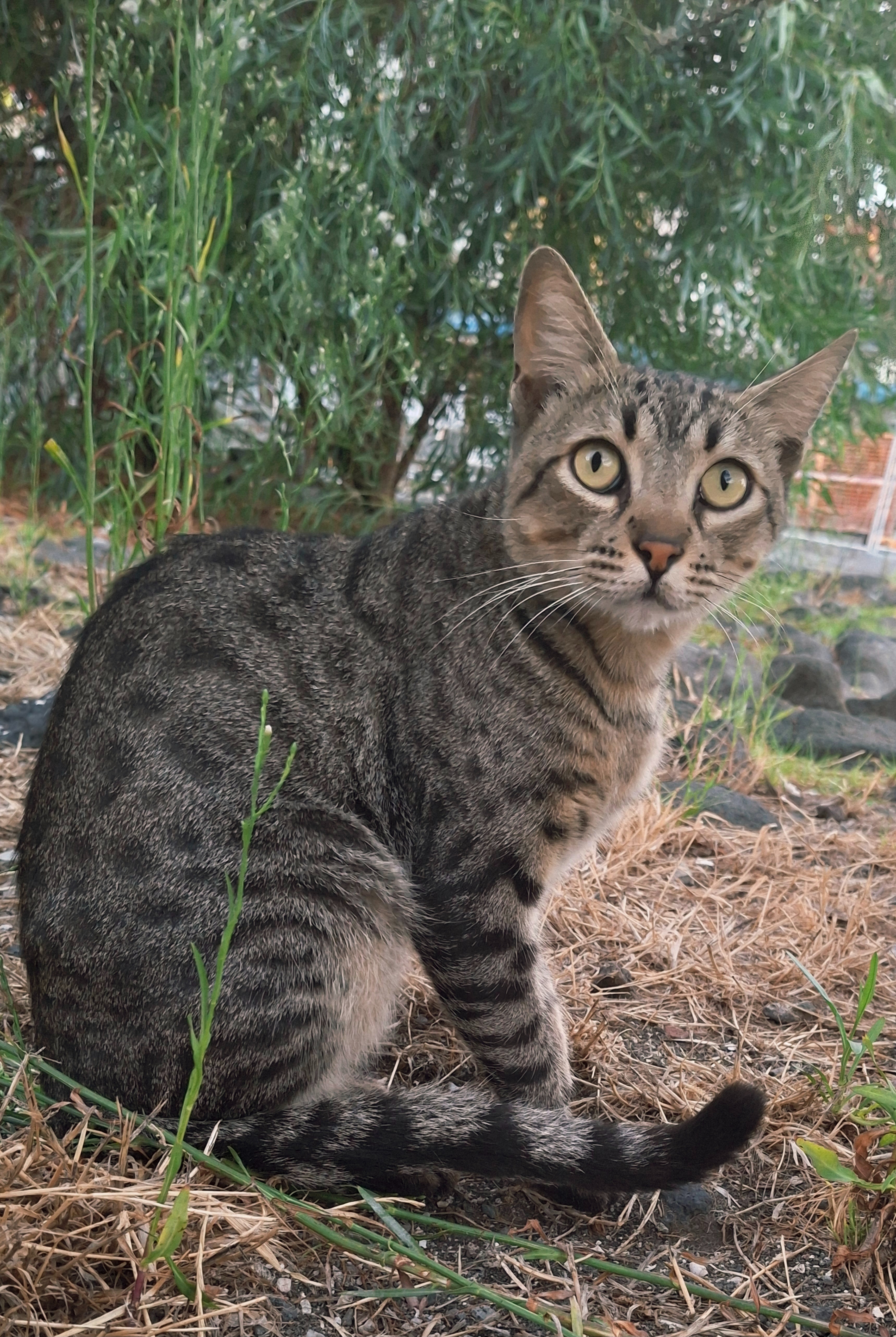 Colonia felina Acitrezza campaign photo, 4 of 8