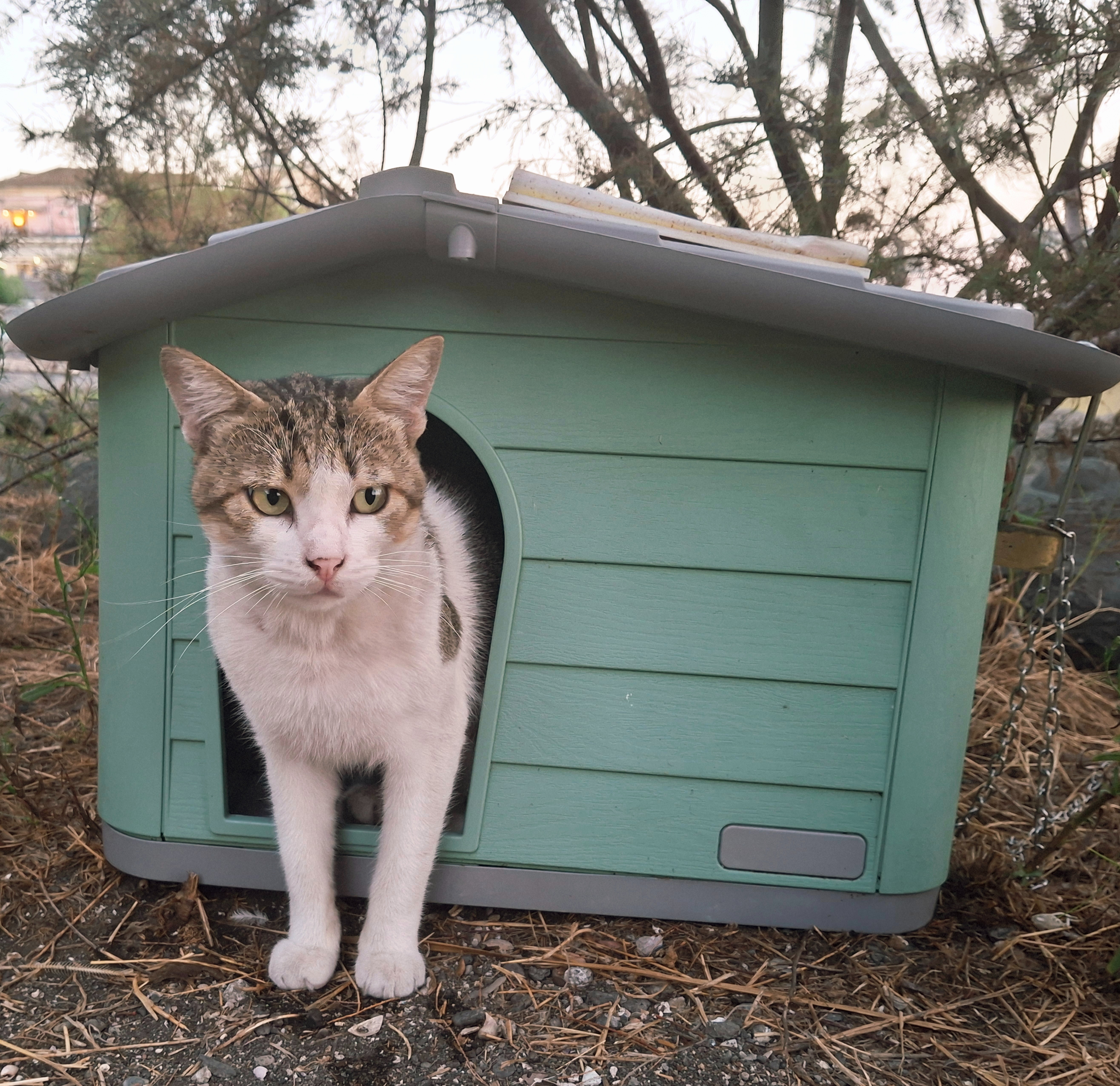 Colonia felina Acitrezza campaign photo, 5 of 8