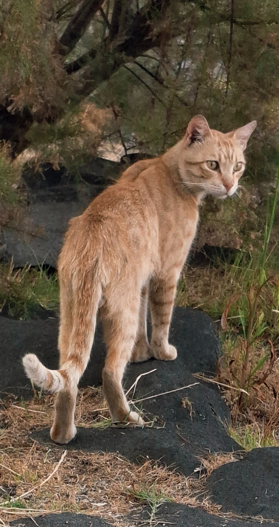 Colonia felina Acitrezza campaign photo, 6 of 8