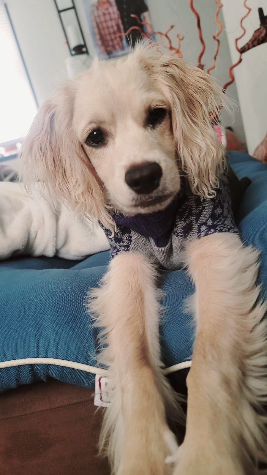 Save Luka: Urgent Surgery Needed campaign photo, 4 of 7