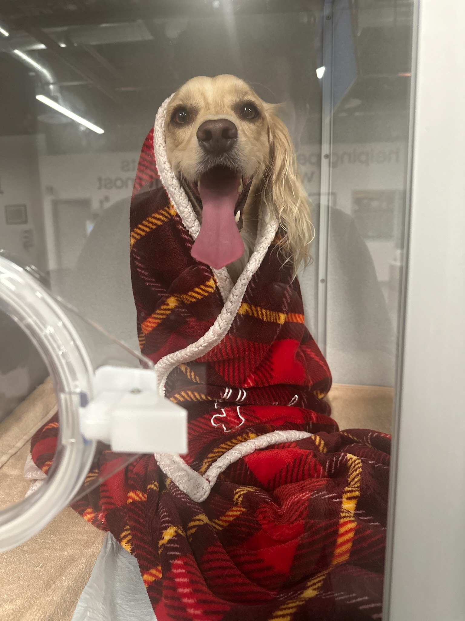 Save Luka: Urgent Surgery Needed campaign photo, 6 of 7