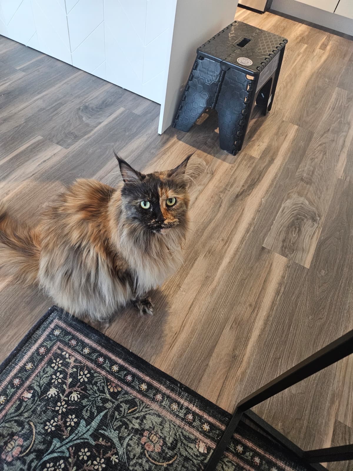 Help Garbage Girl Get Back on Her Paws campaign photo, 5 of 8