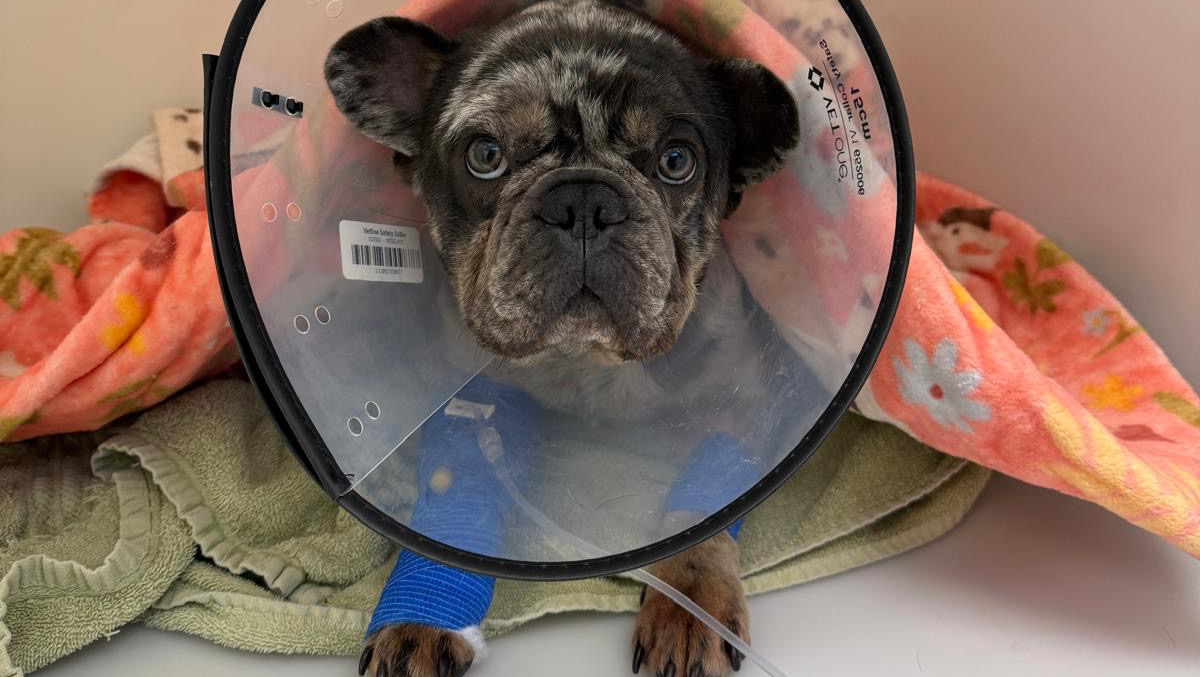 Arnie’s Fight for His Life photo