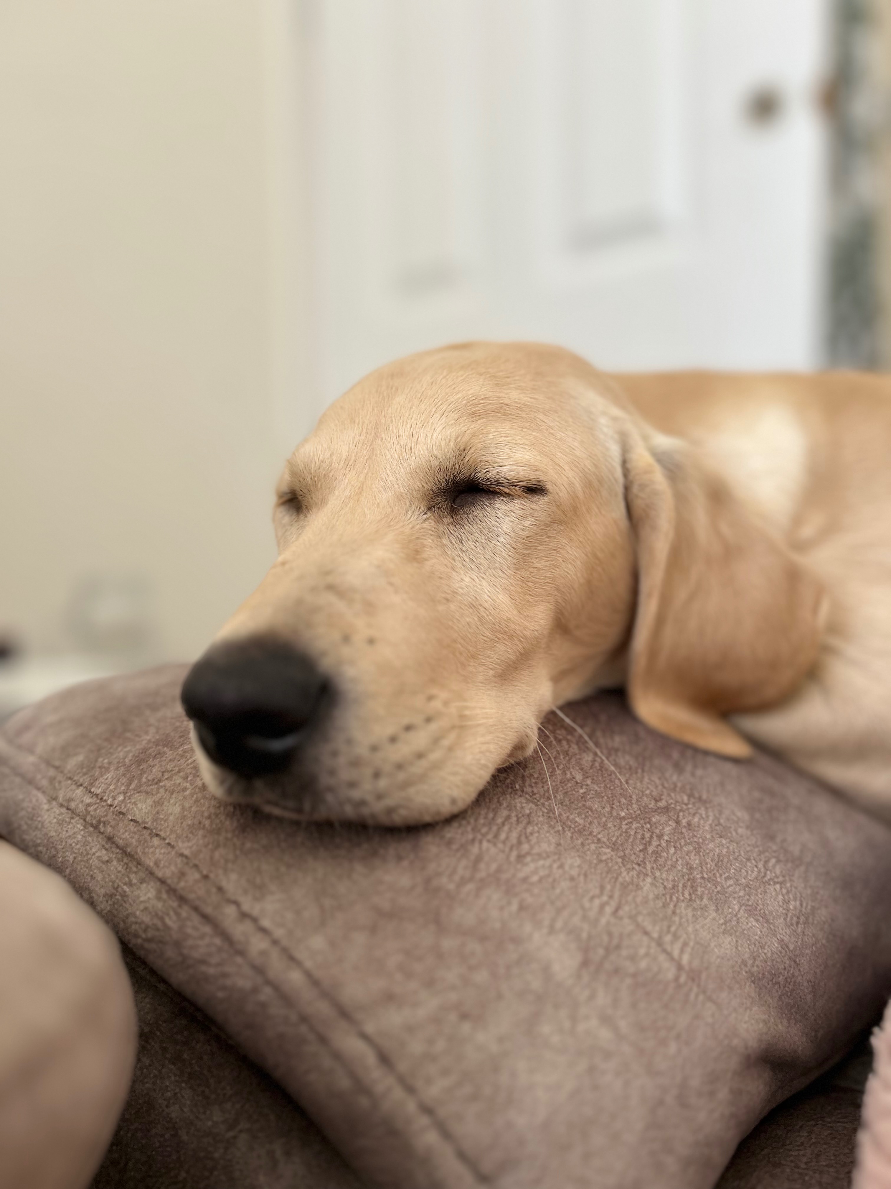 Puppy injured falling out of window campaign photo, 4 of 7