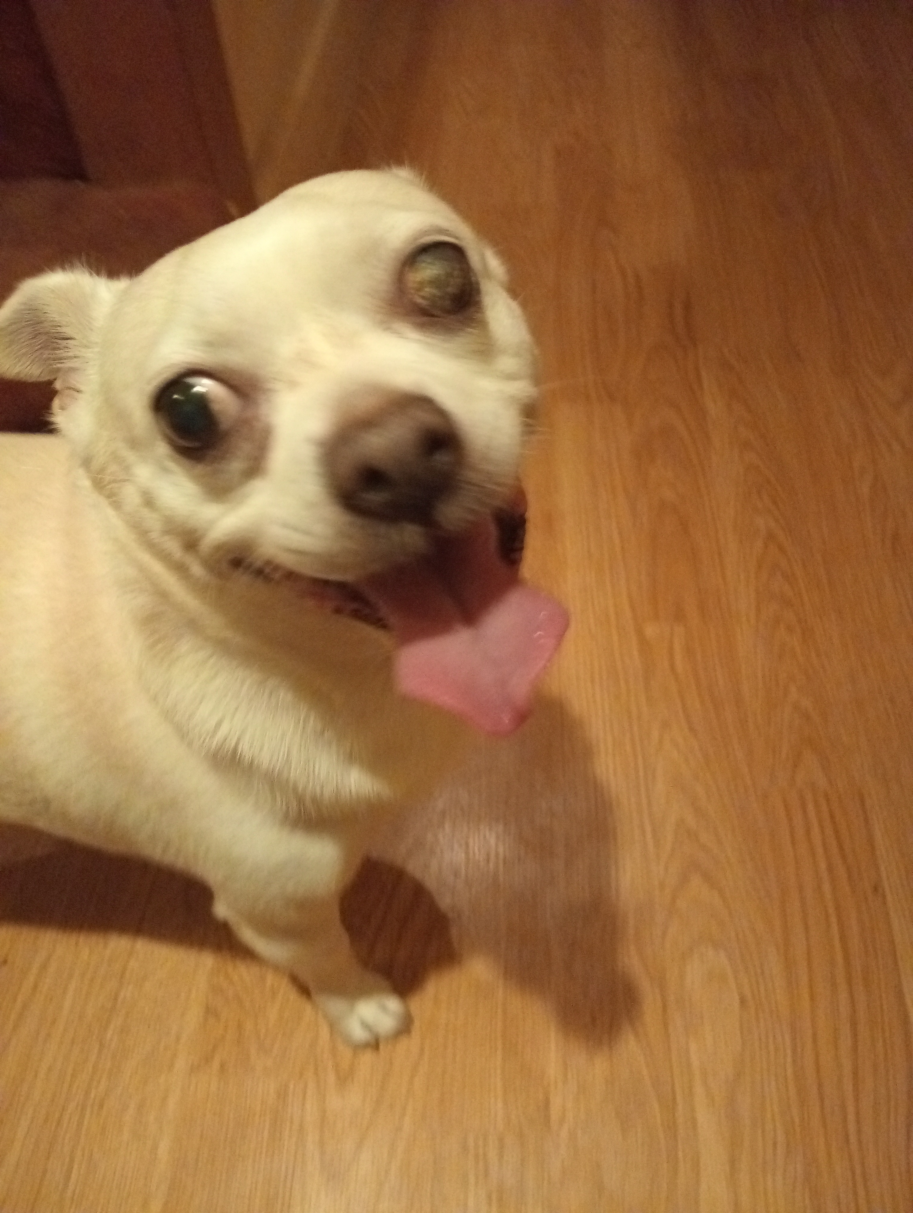 Hi, I'm buddy I really need my eye fixing please support me! campaign photo, 2 of 4