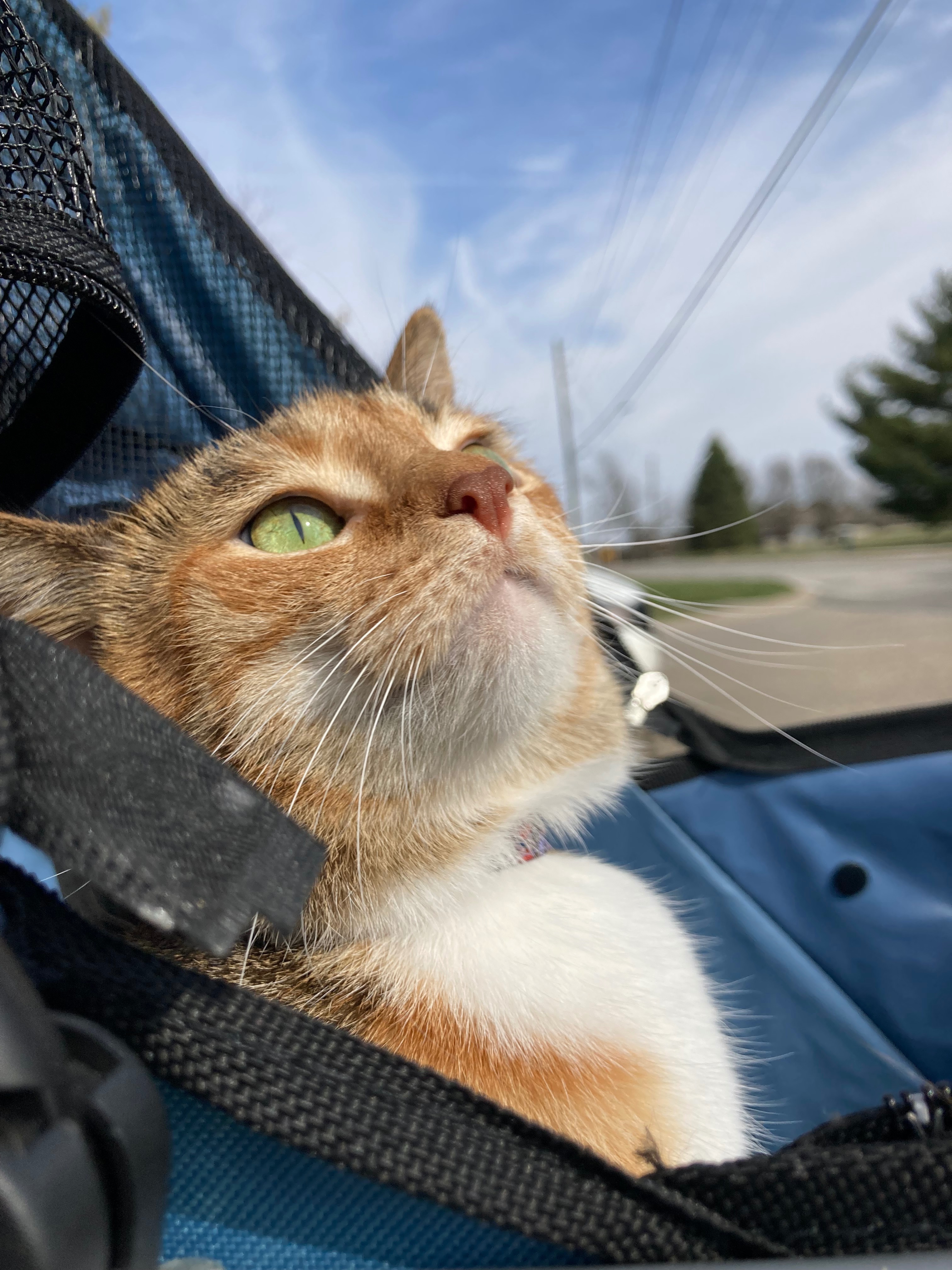 Support Candy Corn's Ear Surgery Journey campaign photo, 6 of 7