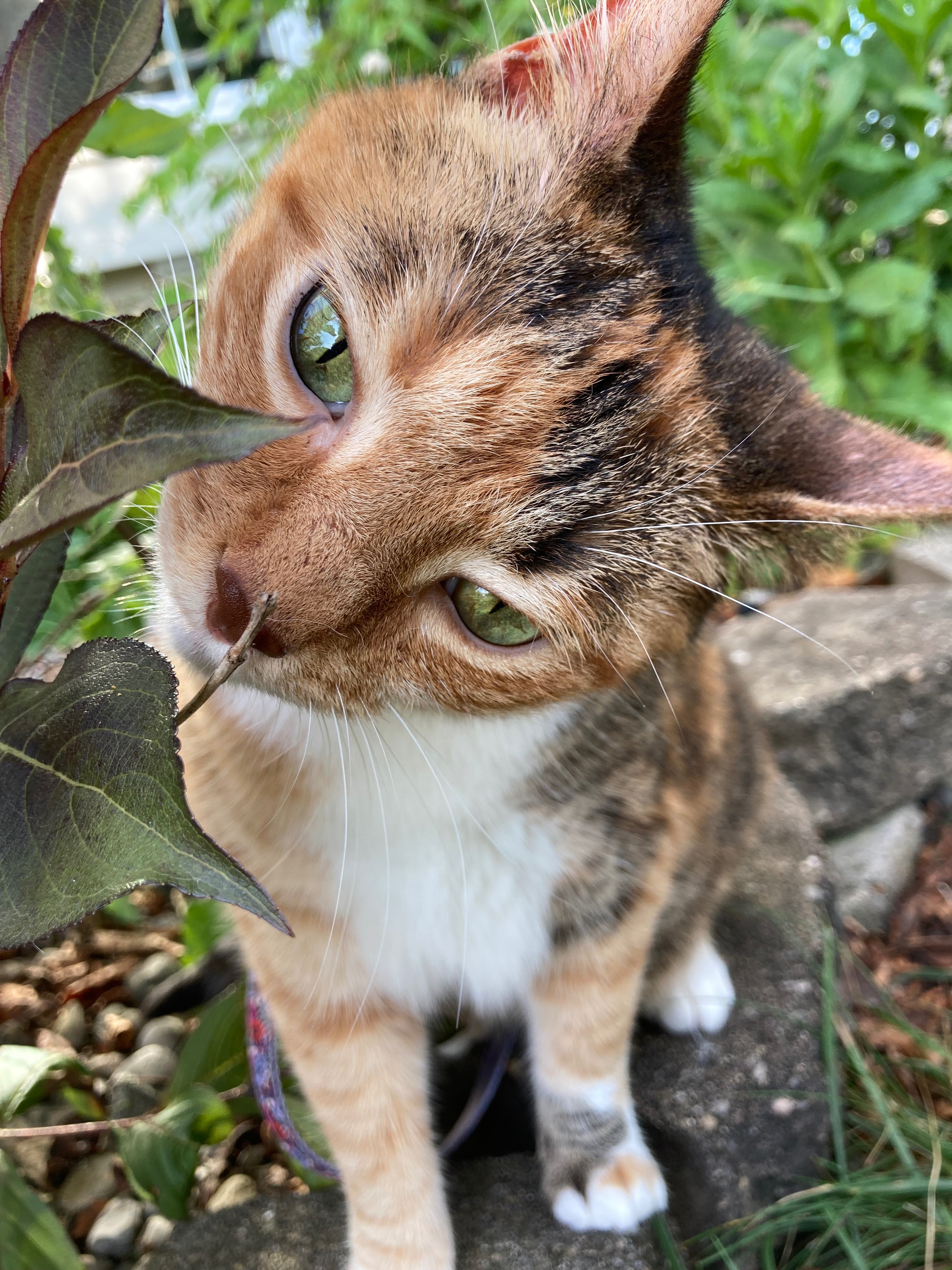 Support Candy Corn's Ear Surgery Journey campaign photo, 2 of 7