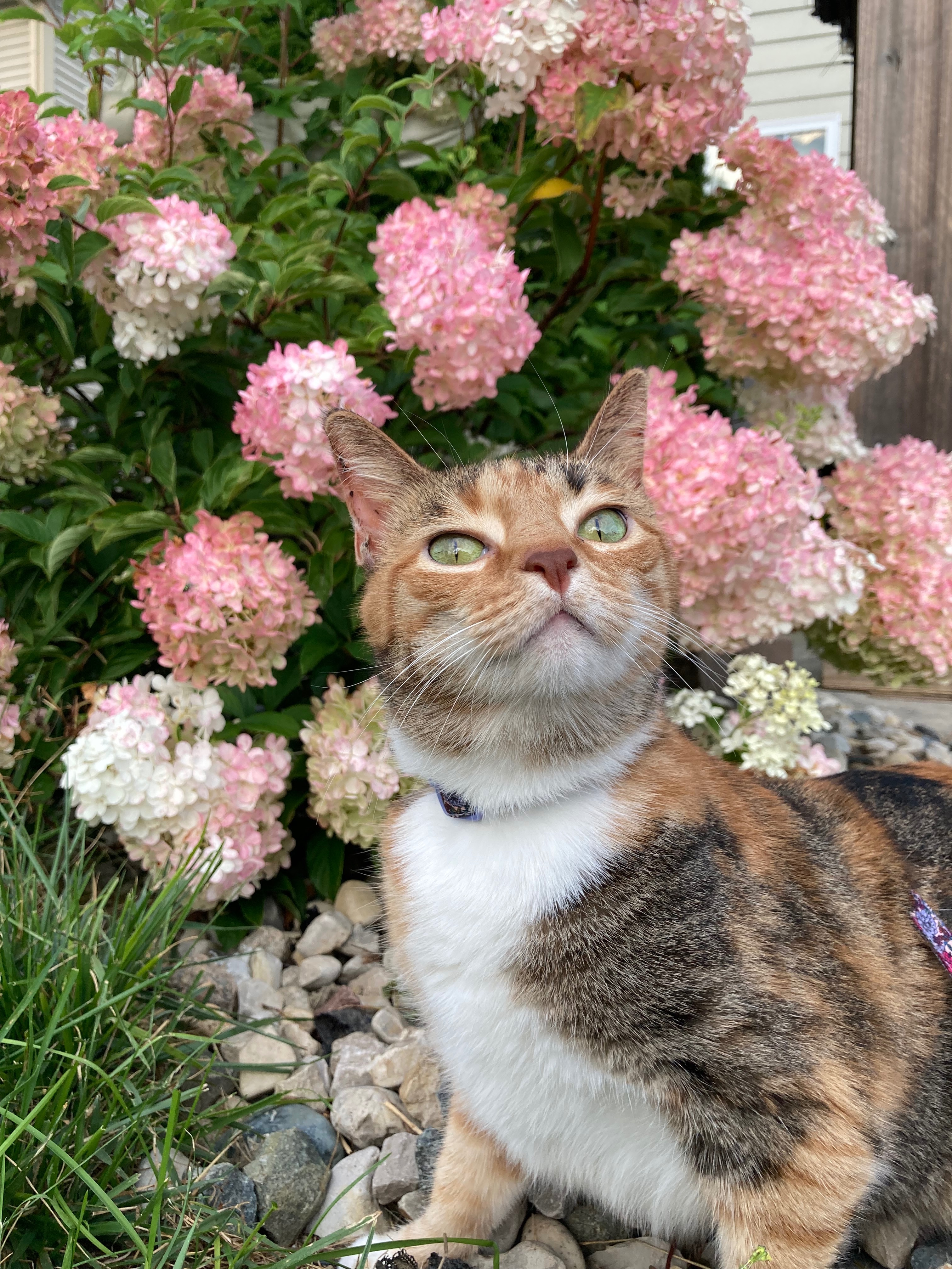 Support Candy Corn's Ear Surgery Journey campaign photo, 4 of 7