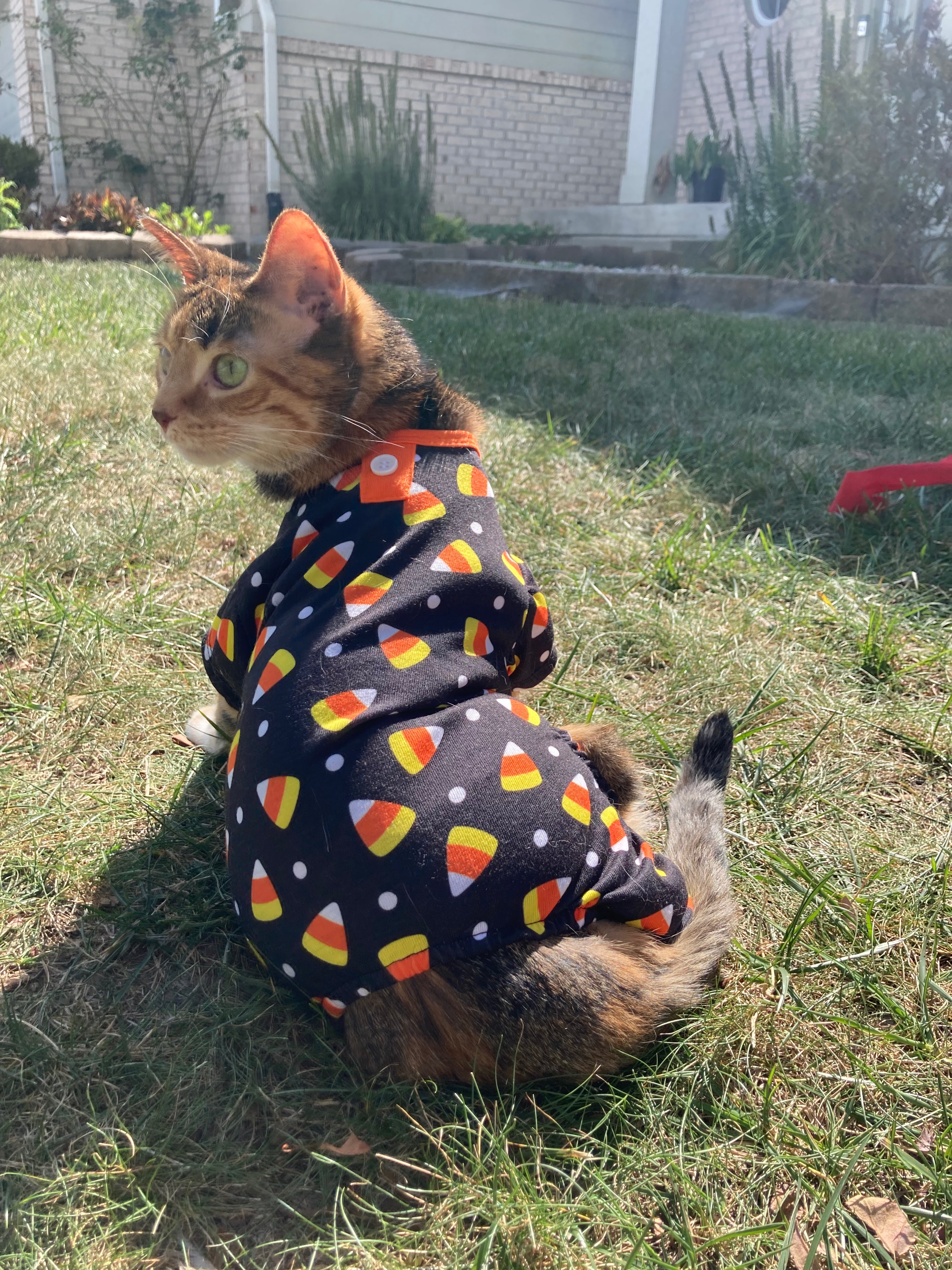 Support Candy Corn's Ear Surgery Journey campaign photo, 5 of 7
