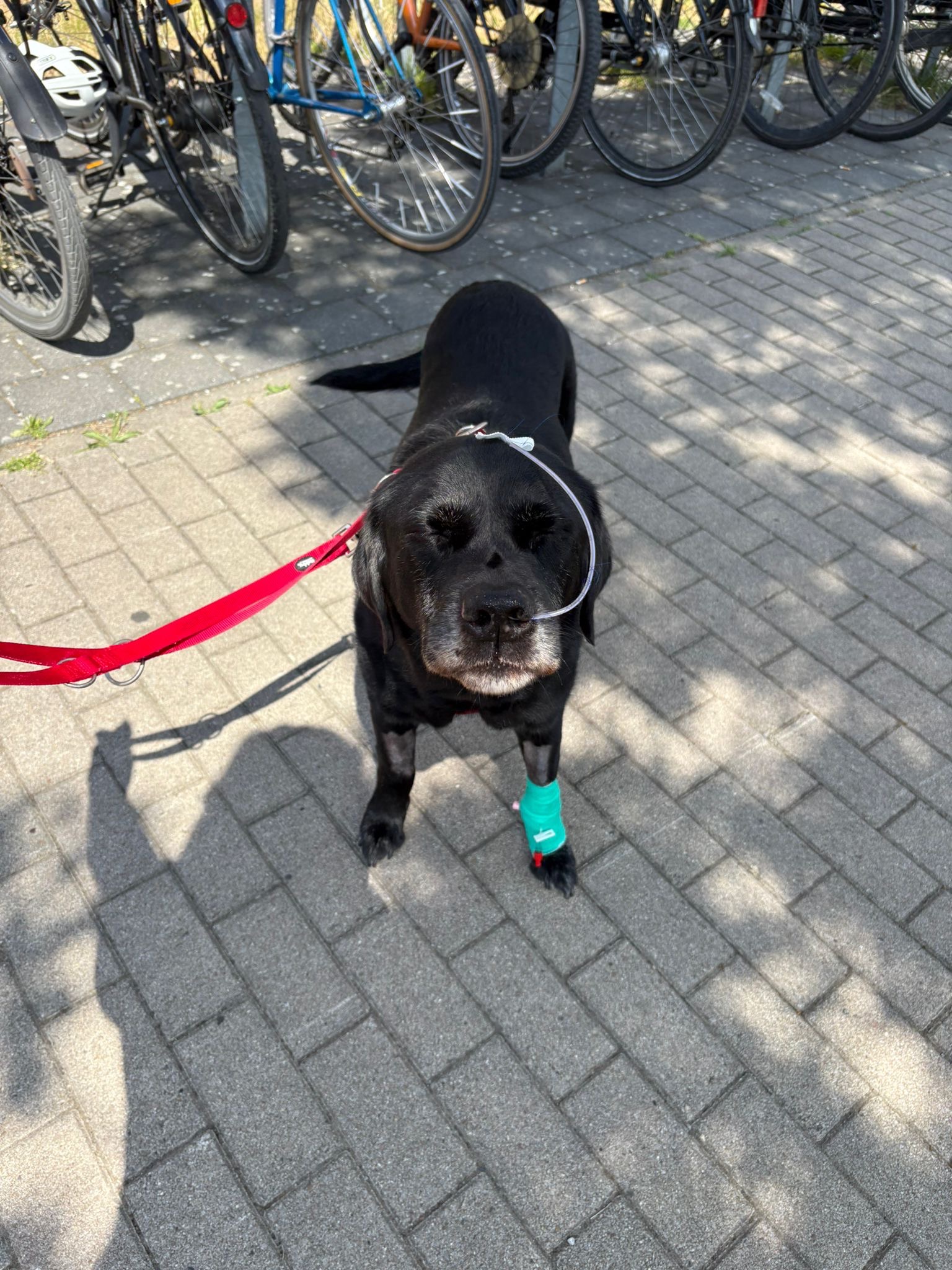 Henry hat ganz knapp überlebt – die Klinikkosten bleiben campaign photo, 5 of 8