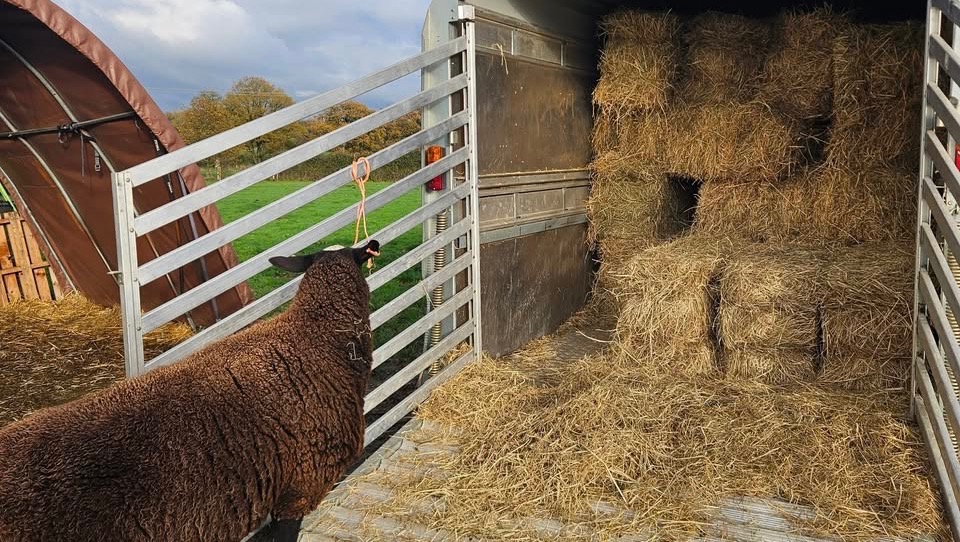 Hey! Winter hay for The Smallest Flock Sheep Sanctuary campaign photo, 2 of 4