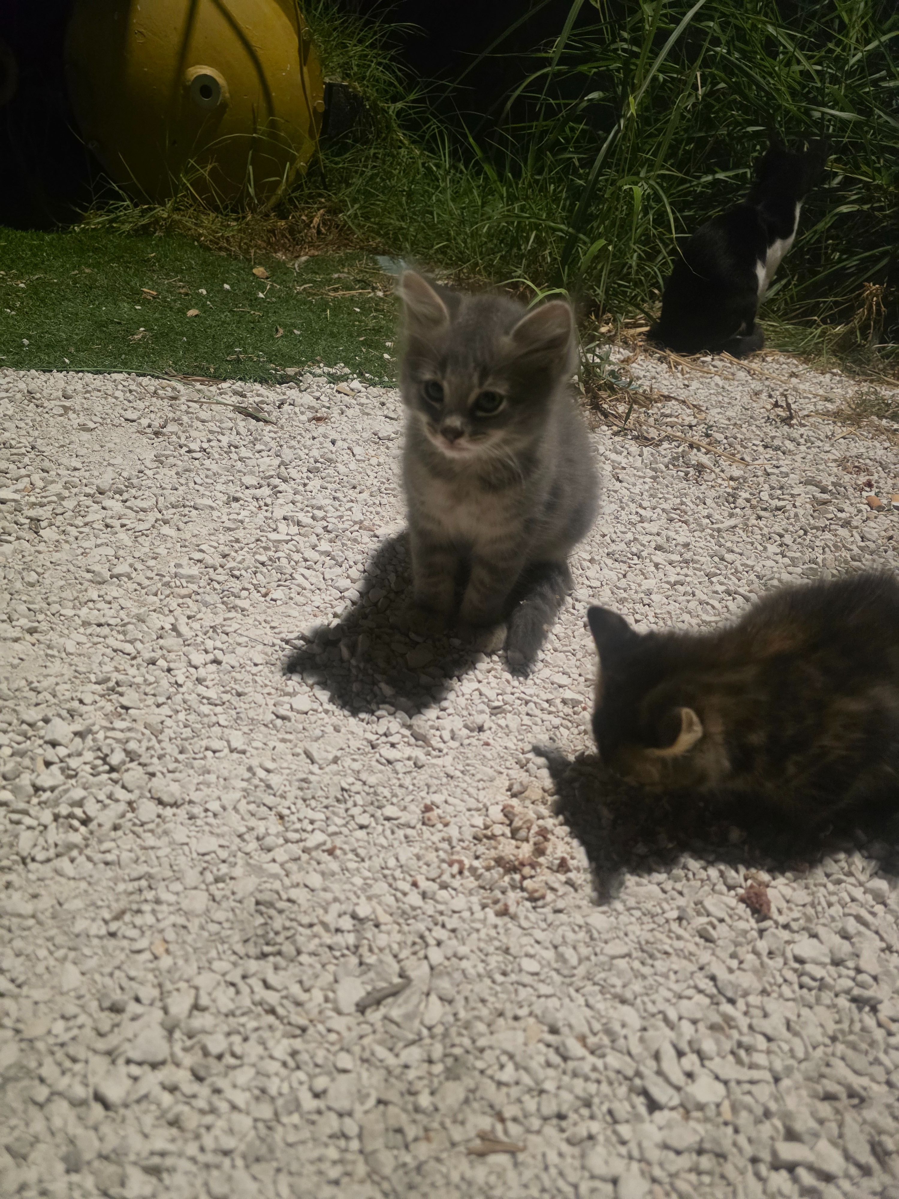 CRITICAL: Get Mother Cat and Her Two Babies OFF Busy road campaign photo, 7 of 7